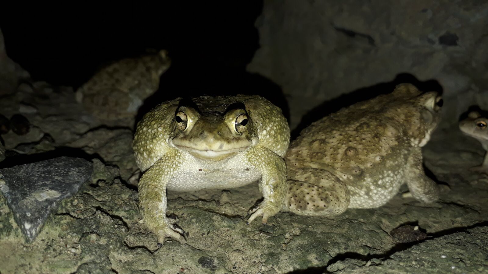 Samsung Galaxy J5 Prime sample photo. Two frogs, frog sitting photography