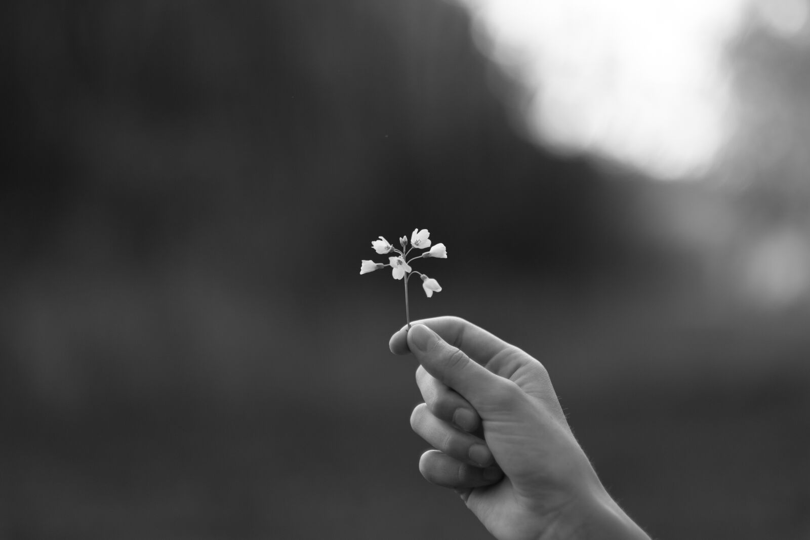 Fujifilm X-T2 + Fujifilm XF 56mm F1.2 R sample photo. Human, flower, black and photography