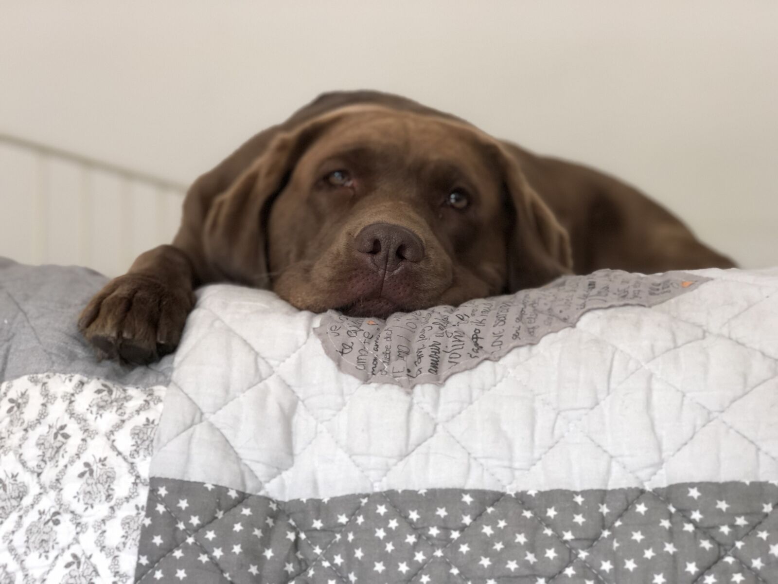 iPhone 8 Plus back dual camera 6.6mm f/2.8 sample photo. Dog, sleepy, tired photography