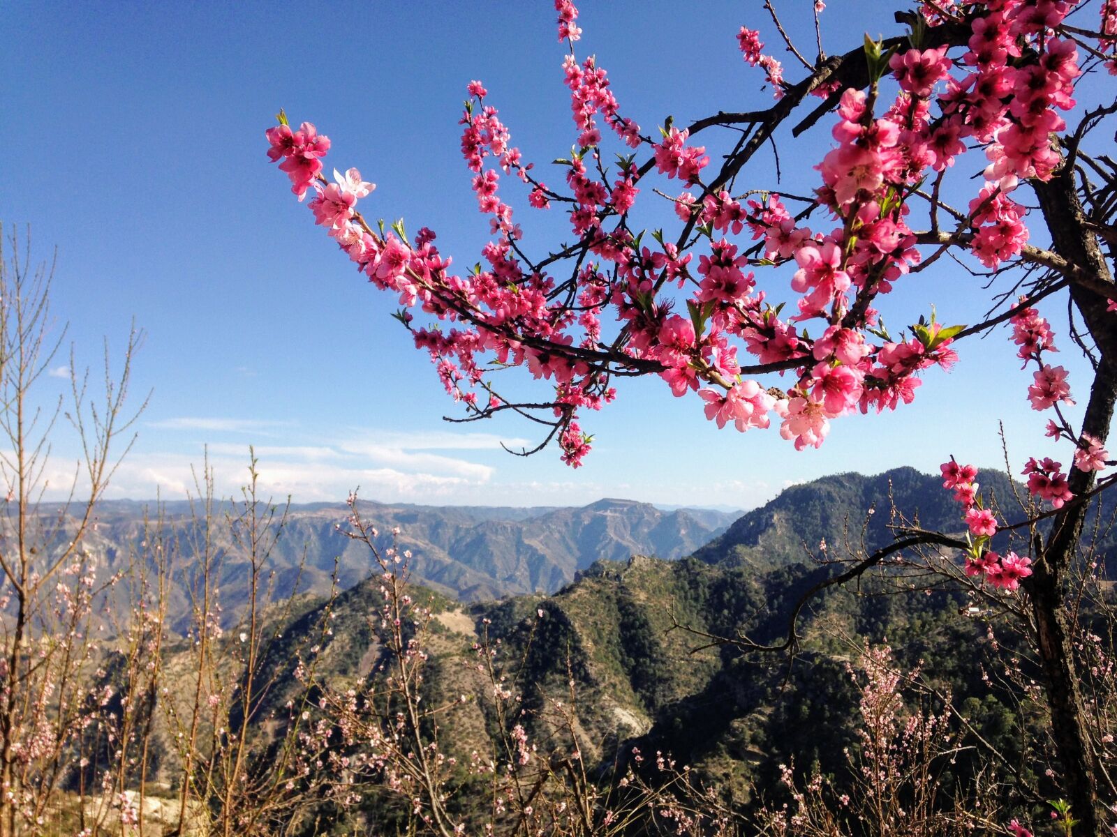 Apple iPhone 5c sample photo. Mountains, flowers, landscape photography