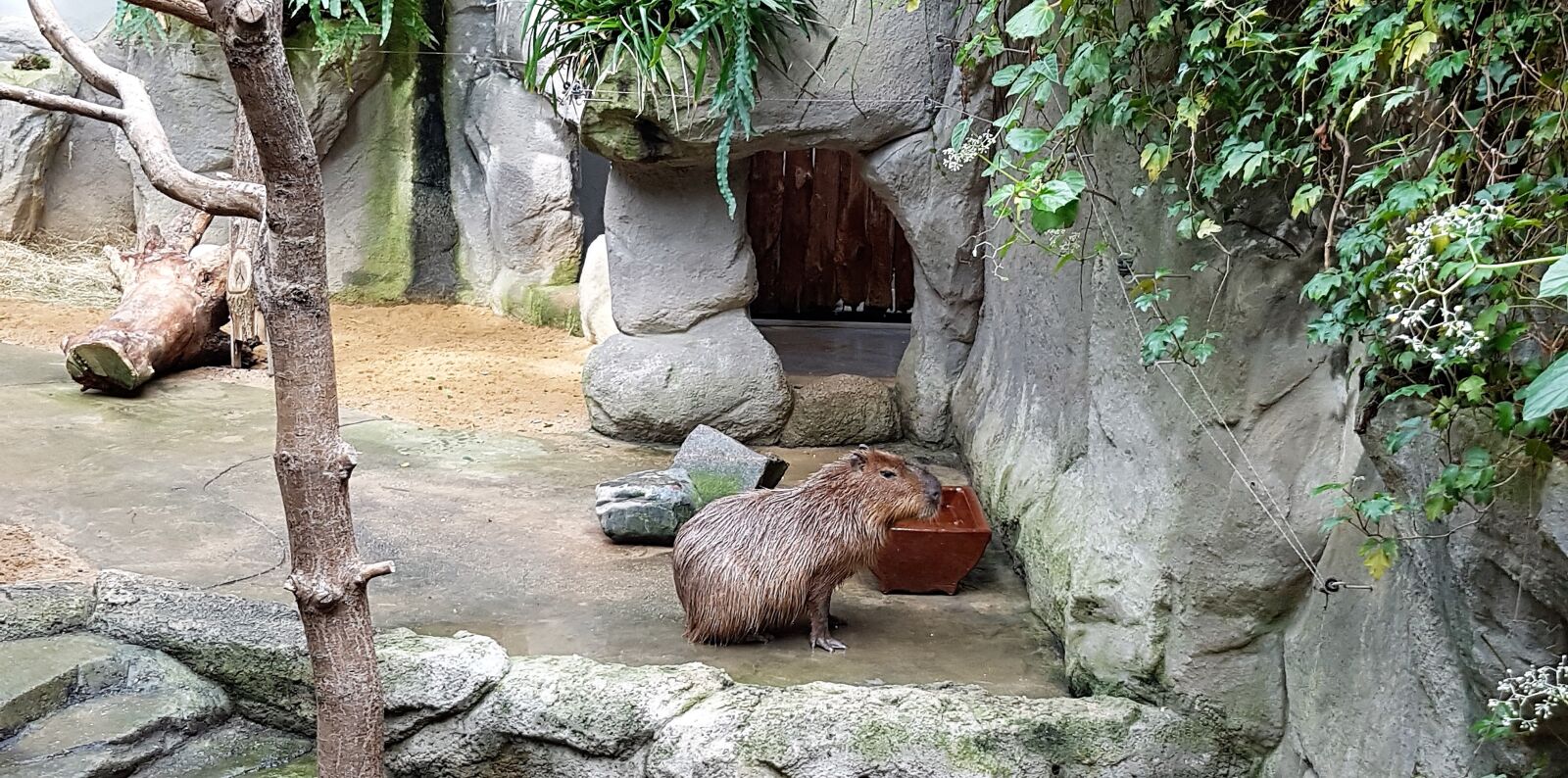 Samsung Galaxy S7 Edge sample photo. Capybara, zoo, familienzoo photography
