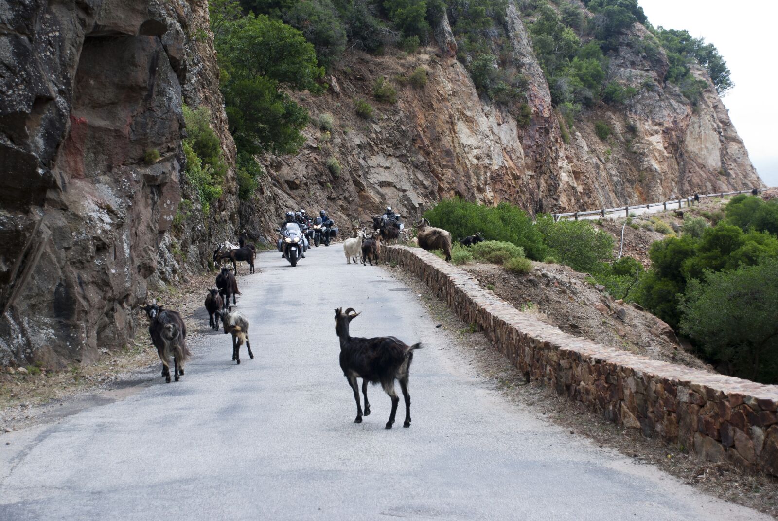 Nikon D80 sample photo. Pig, wildlife, mountain roads photography