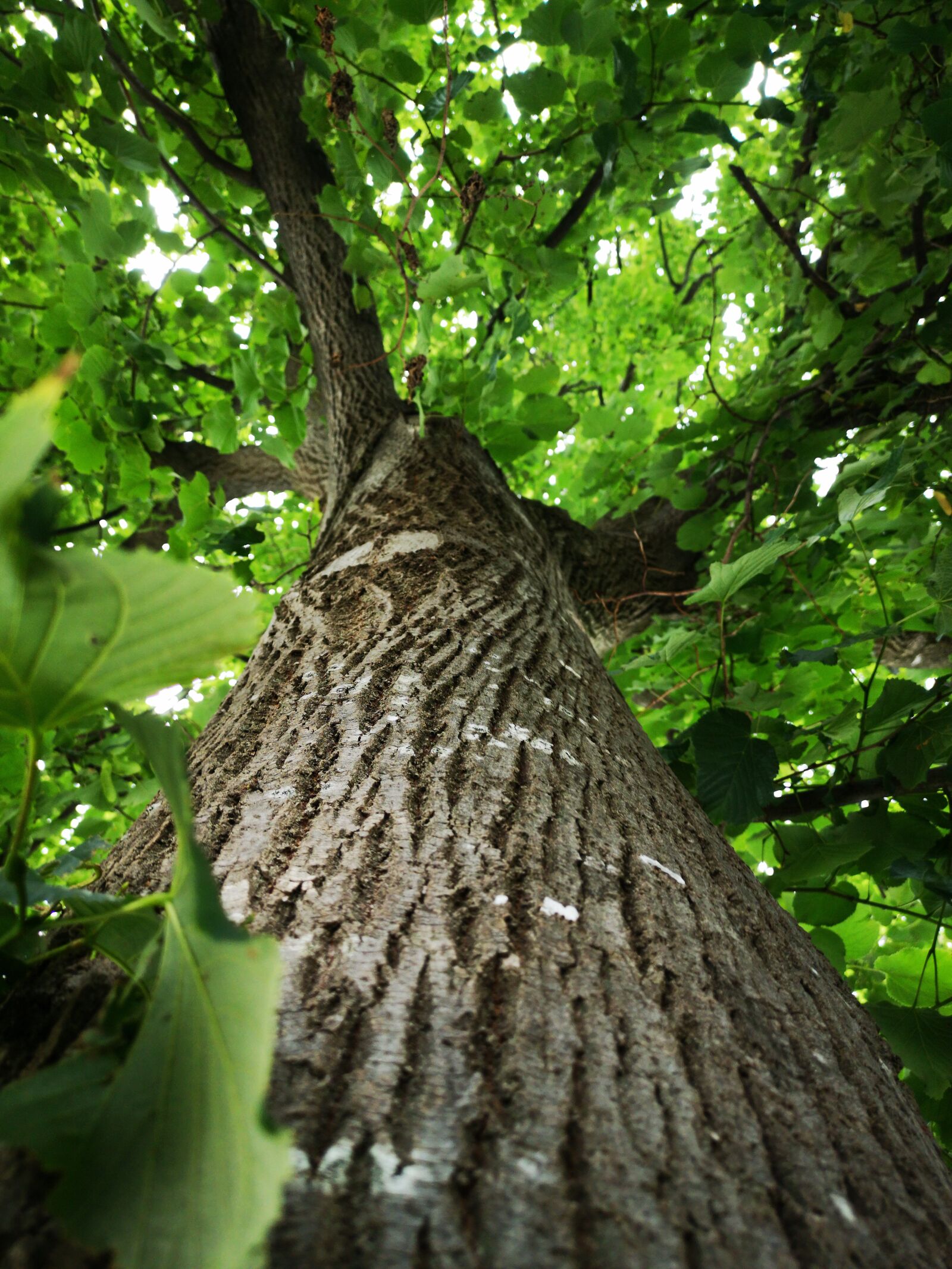 HUAWEI CLT-L29 sample photo. Tree, leaves, nature photography