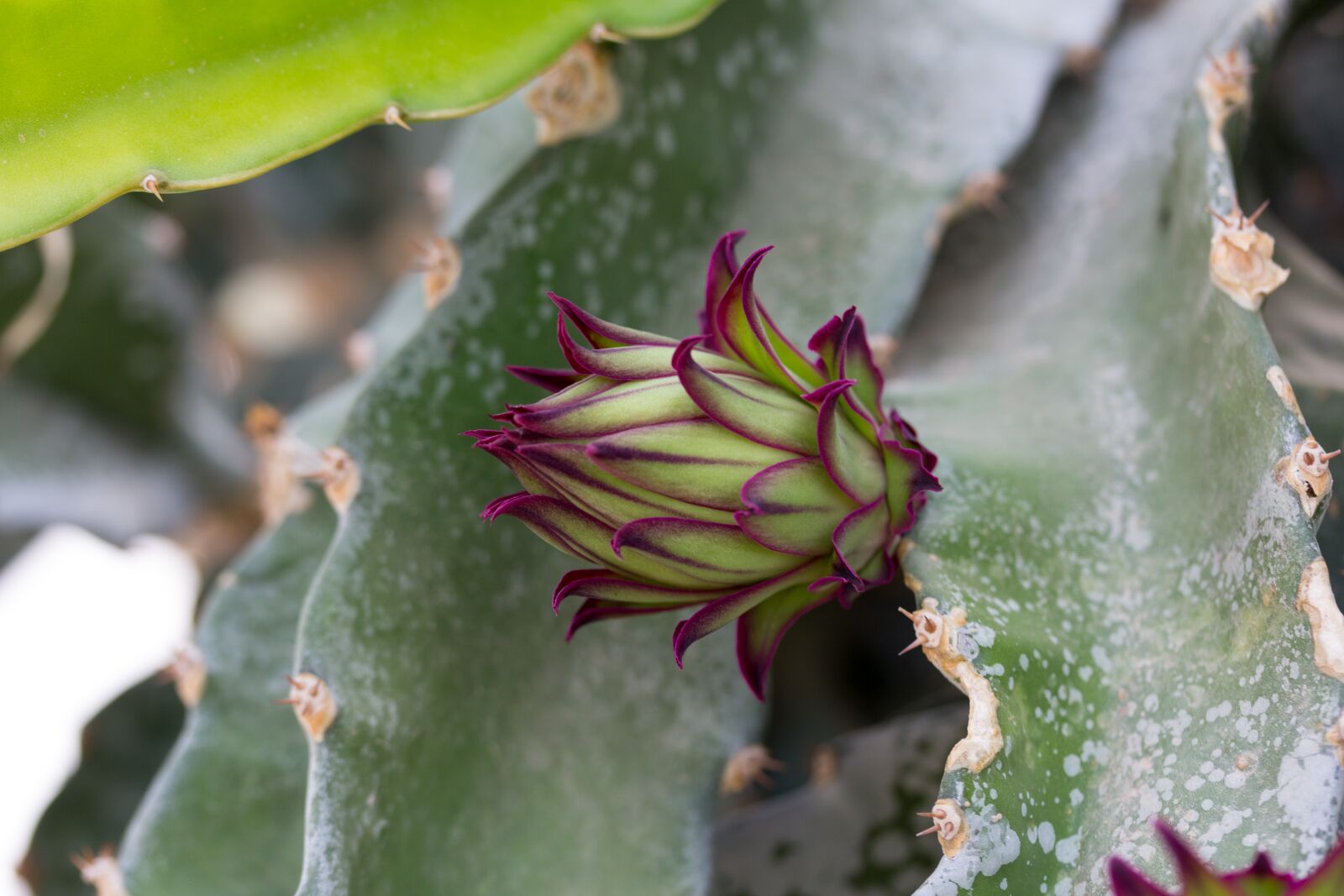 Canon EF-S 60mm F2.8 Macro USM sample photo. Button floral, pitaya, pitahaya photography
