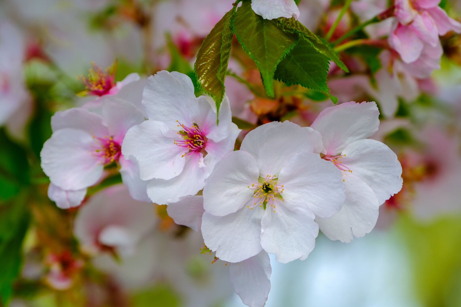 Fujifilm X-T3 sample photo. Tree blossoms, white, pink photography