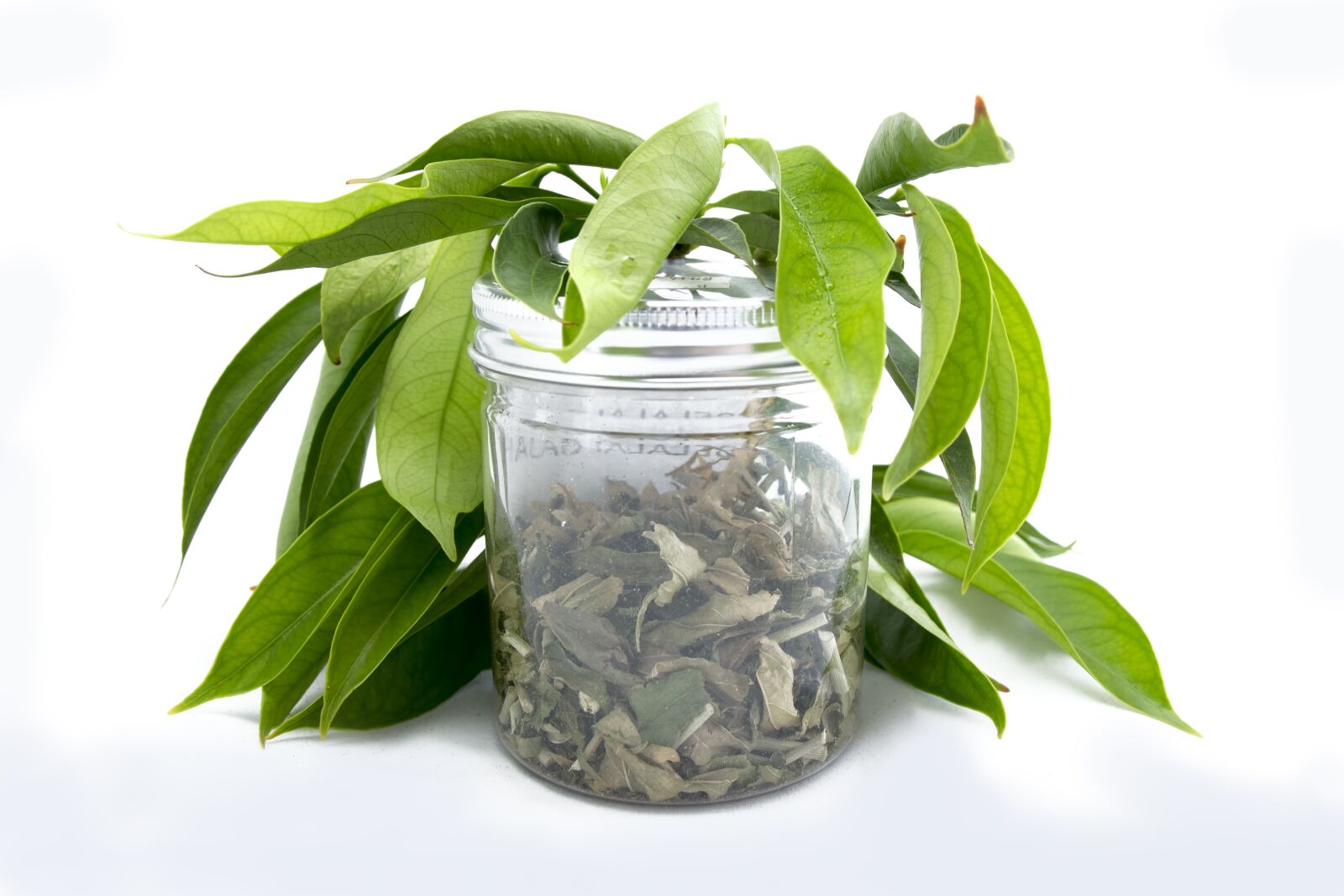 Canon EOS 60D sample photo. Leaf, flora, herbal photography