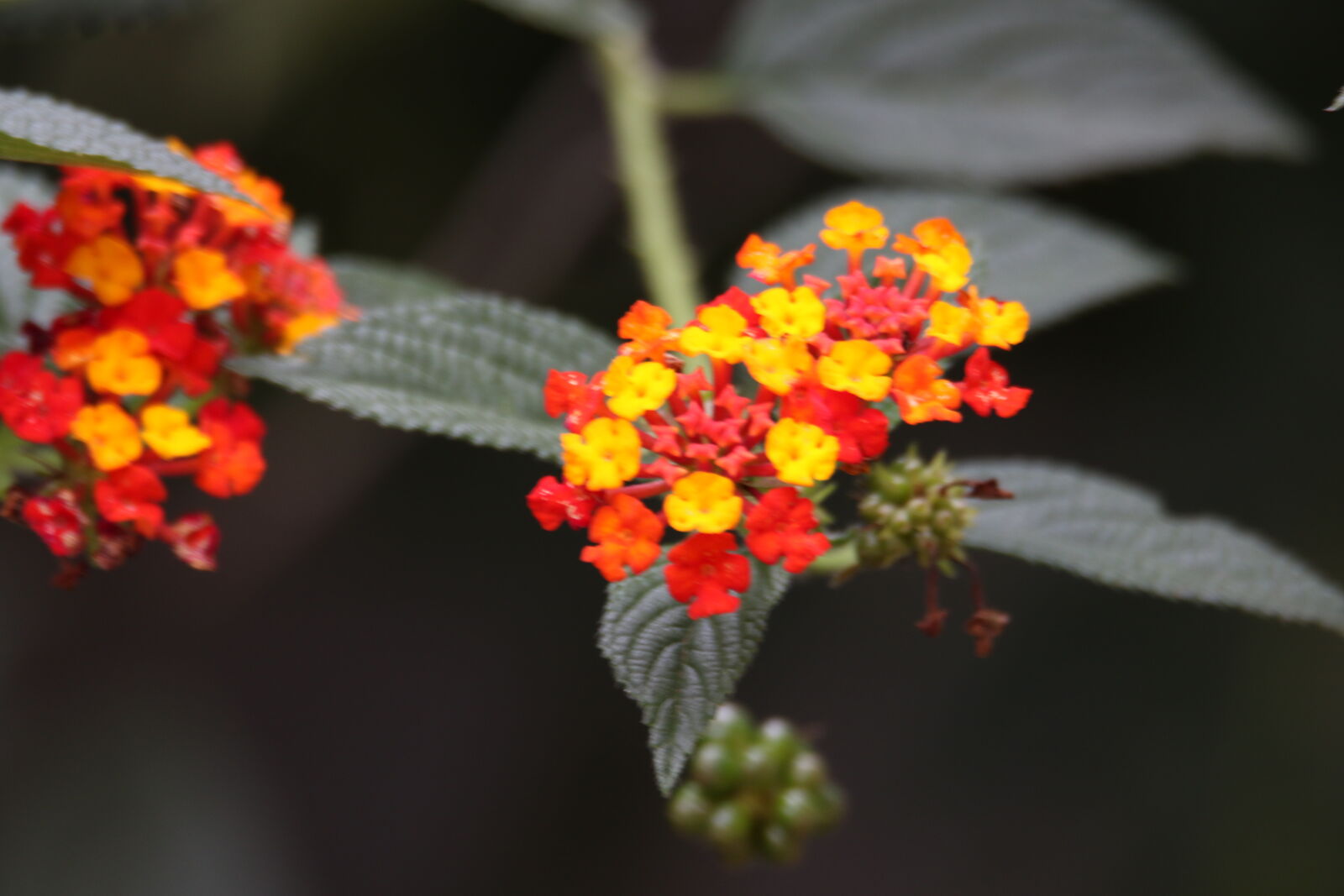 Canon EOS 7D Mark II sample photo. Flowers, garden, green, grow photography