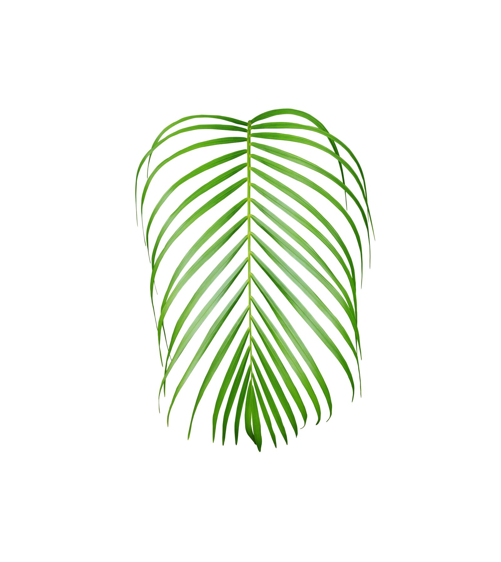 Canon EOS 700D (EOS Rebel T5i / EOS Kiss X7i) sample photo. Palm, leaf, foliage photography