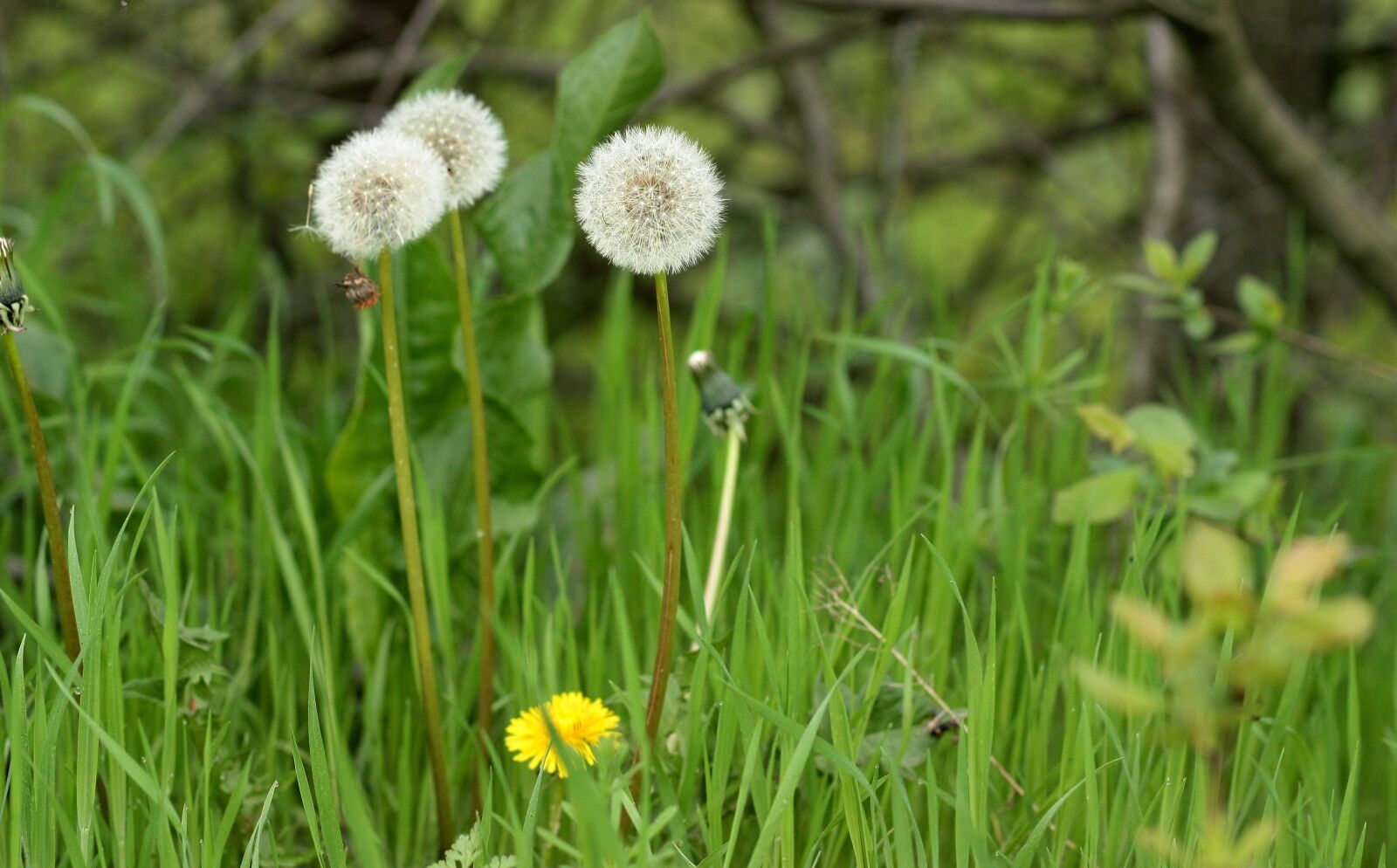 Canon EOS 450D (EOS Rebel XSi / EOS Kiss X2) sample photo. Dandelion, down, plant photography