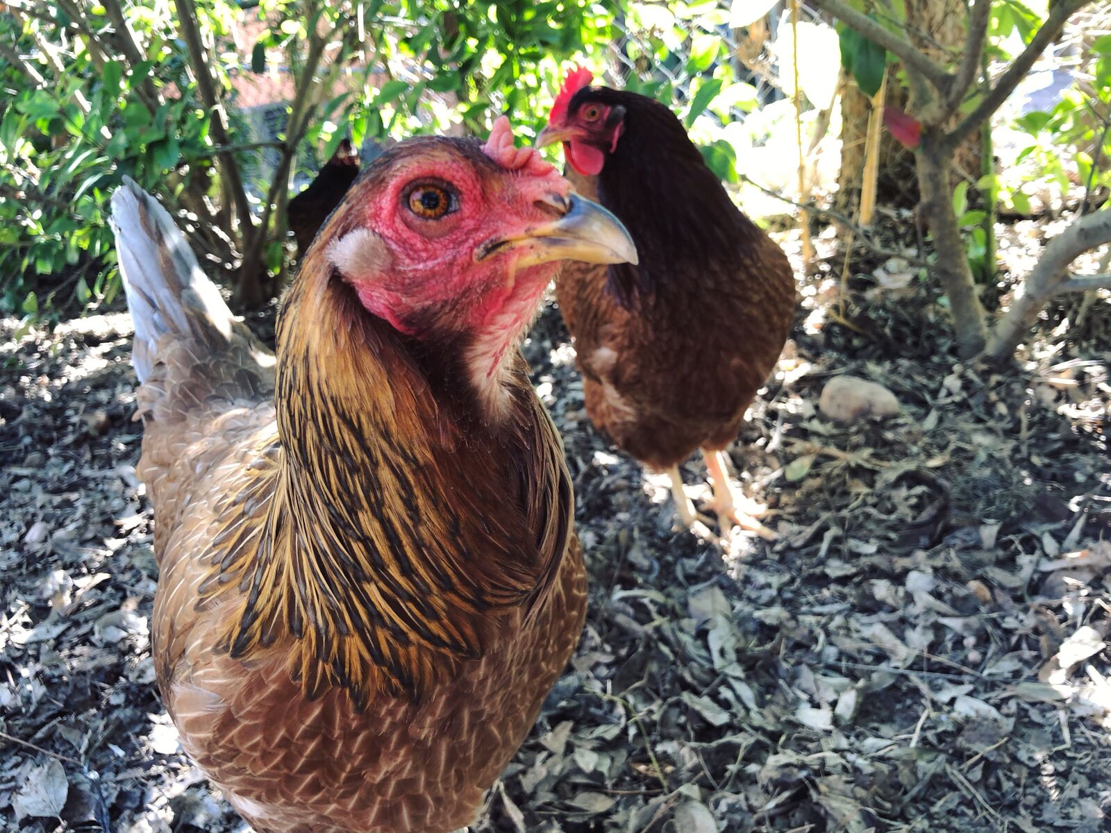iPhone X back dual camera 4mm f/1.8 sample photo. Chicken, backyard, hen photography