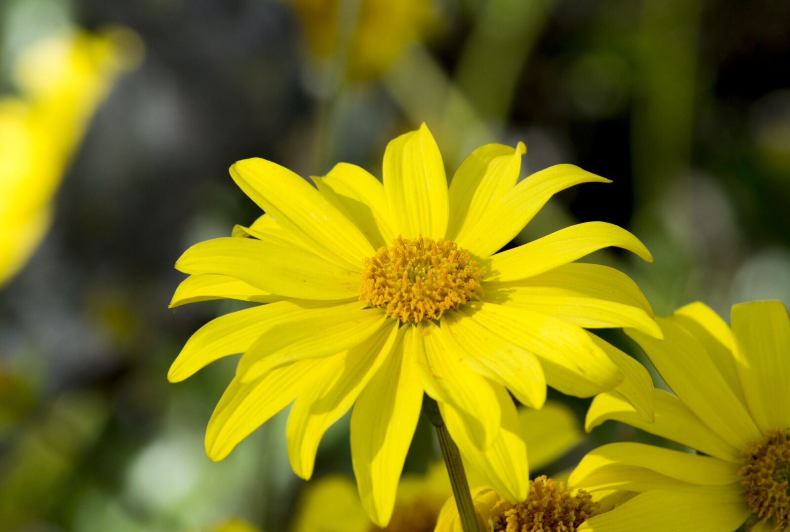 Nikon D3200 sample photo. Flower, flowers, nature photography