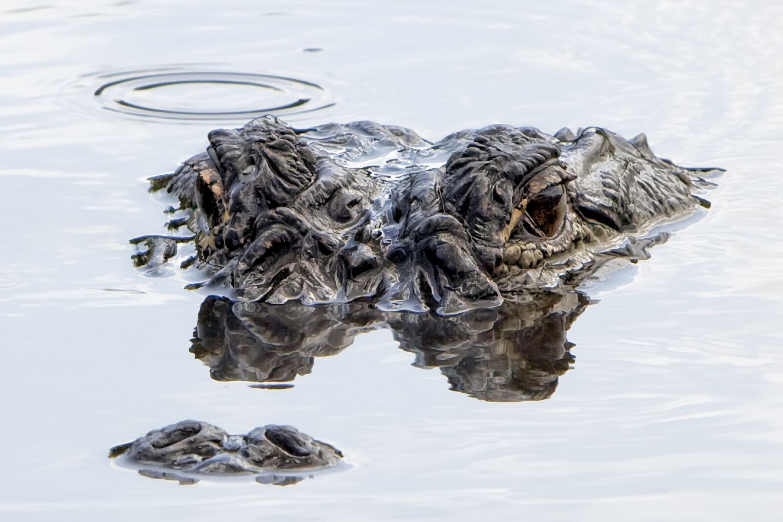 Canon EOS 5D Mark II sample photo. Alligator, water, submerged photography