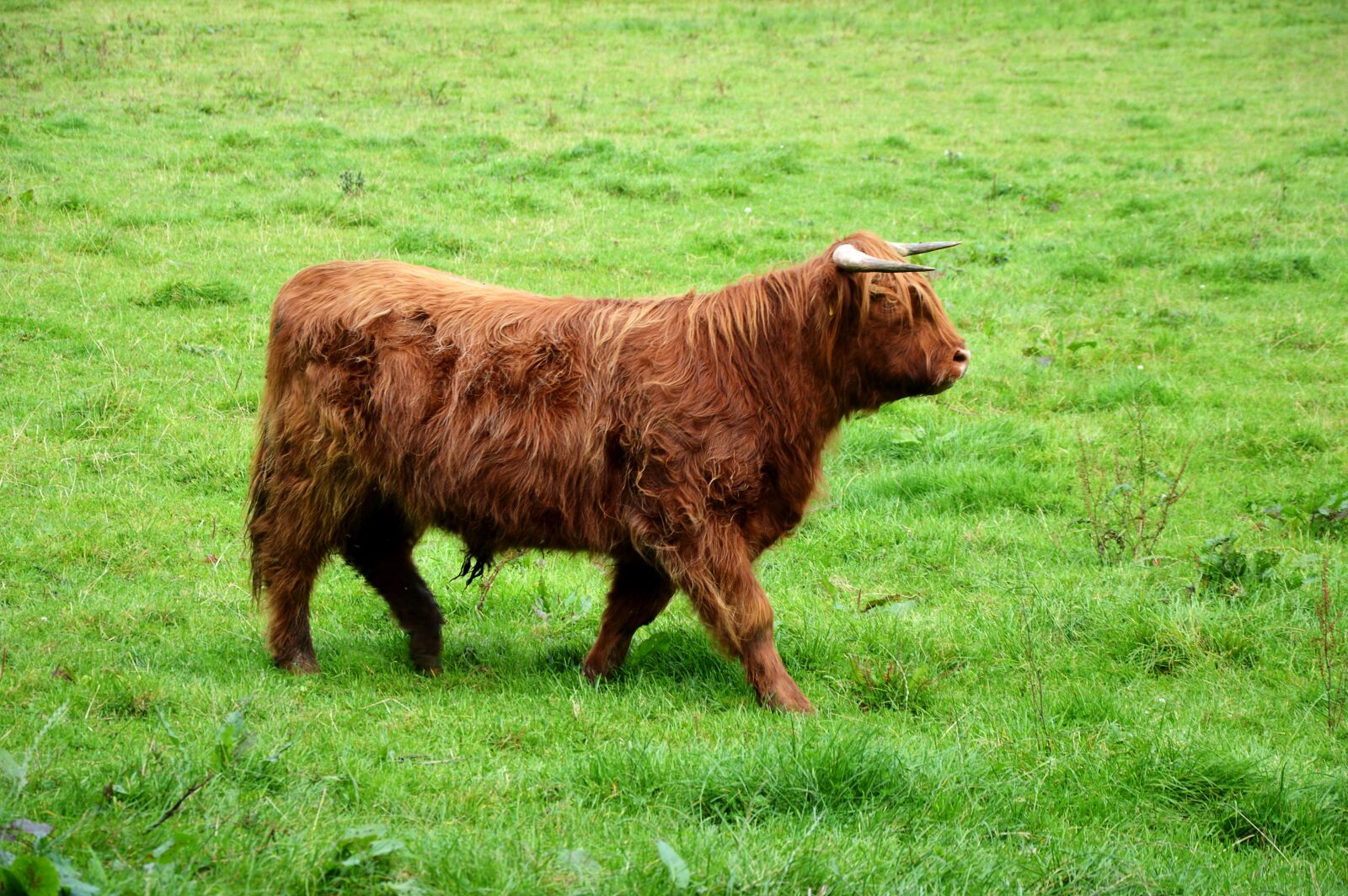 Nikon D3200 sample photo. Highland beef, brown, shaggy photography