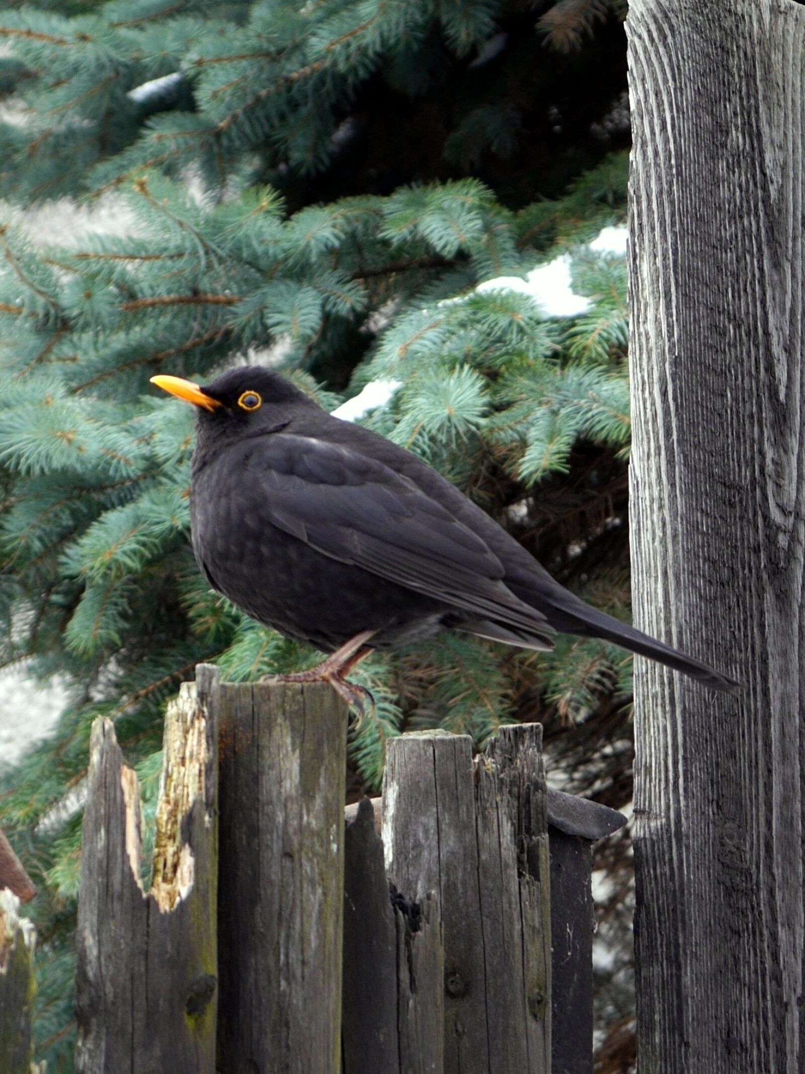 Panasonic Lumix DMC-G6 sample photo. Bird, black thrush, fence photography