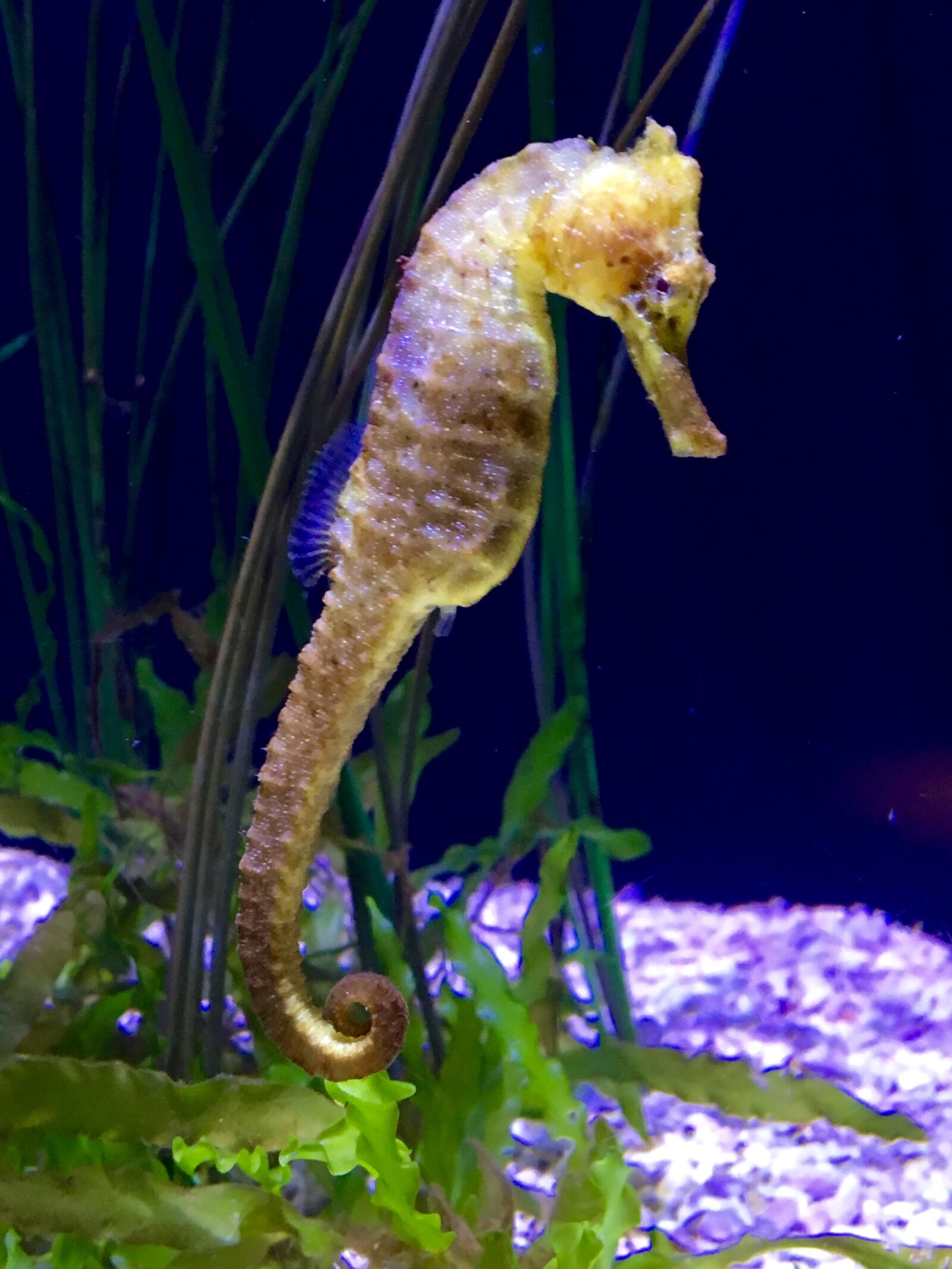 Apple iPhone 6s sample photo. Sea horse, aquarium, marine photography