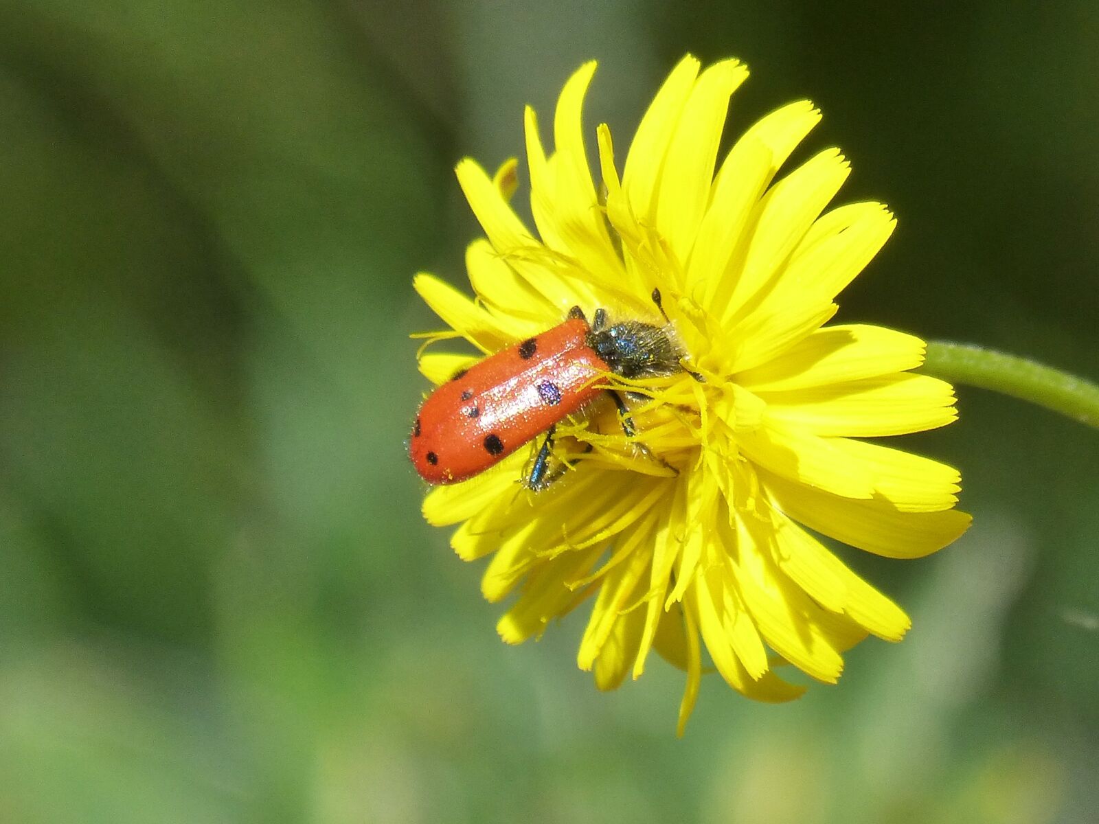 Panasonic DMC-FZ62 sample photo. Beetle meloideo, pollen, libar photography