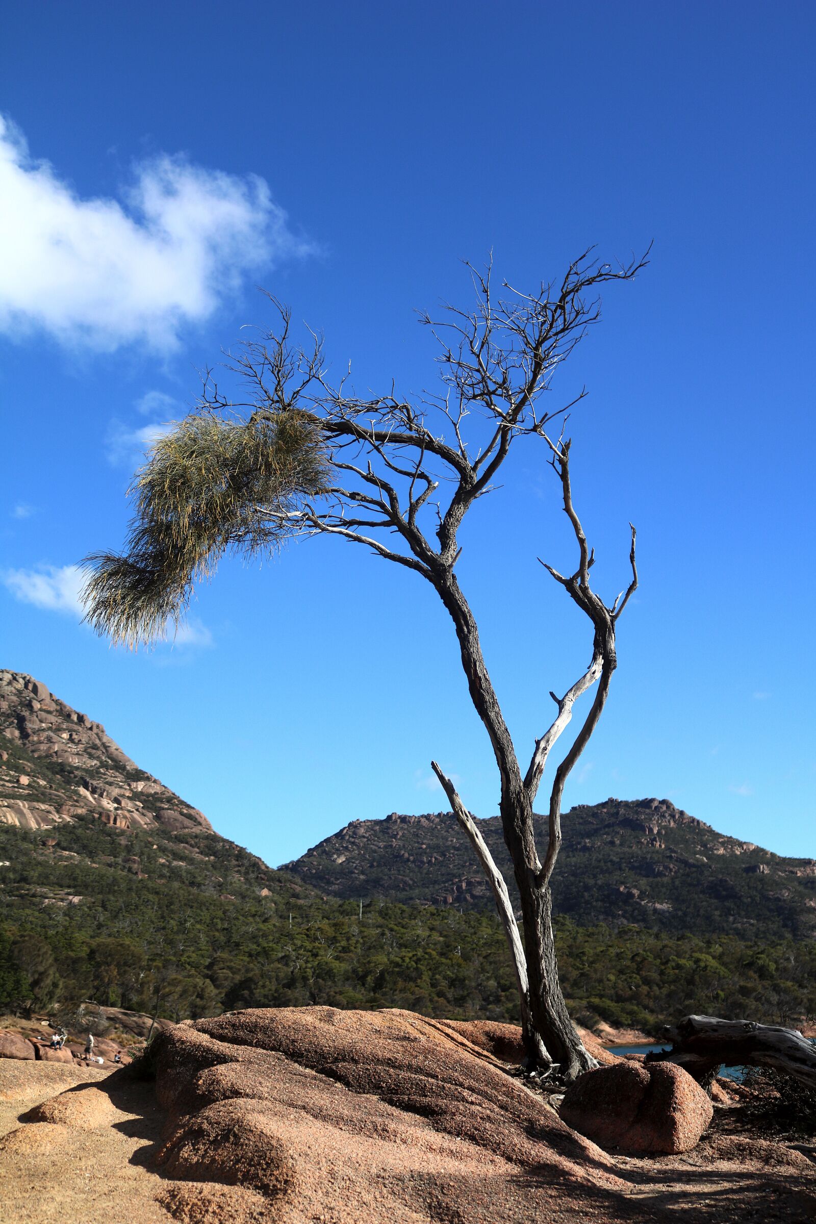 Canon EOS 750D (EOS Rebel T6i / EOS Kiss X8i) sample photo. Tree, bank, landscape photography