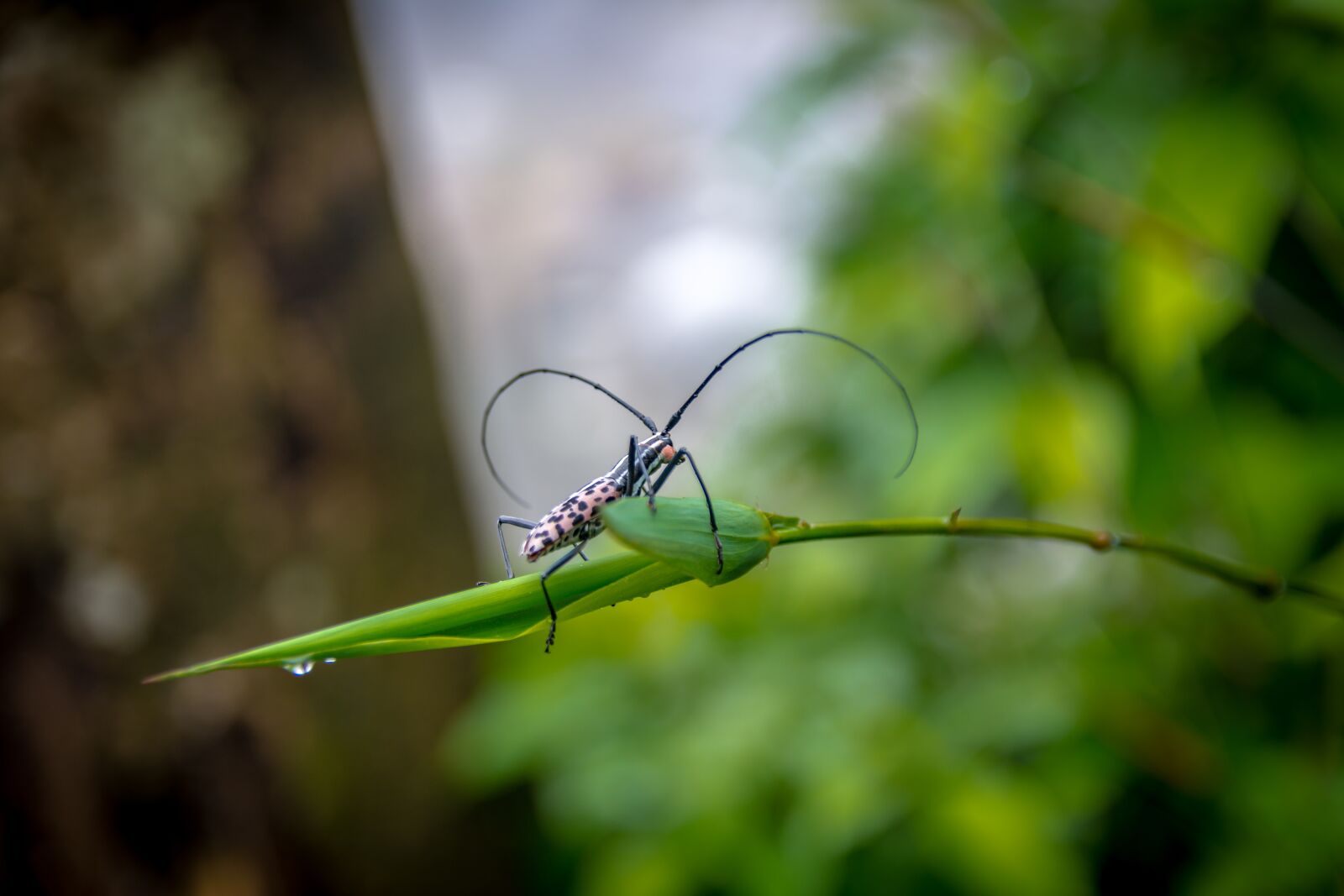 Nikon D7100 sample photo. Green, twigs, forest photography