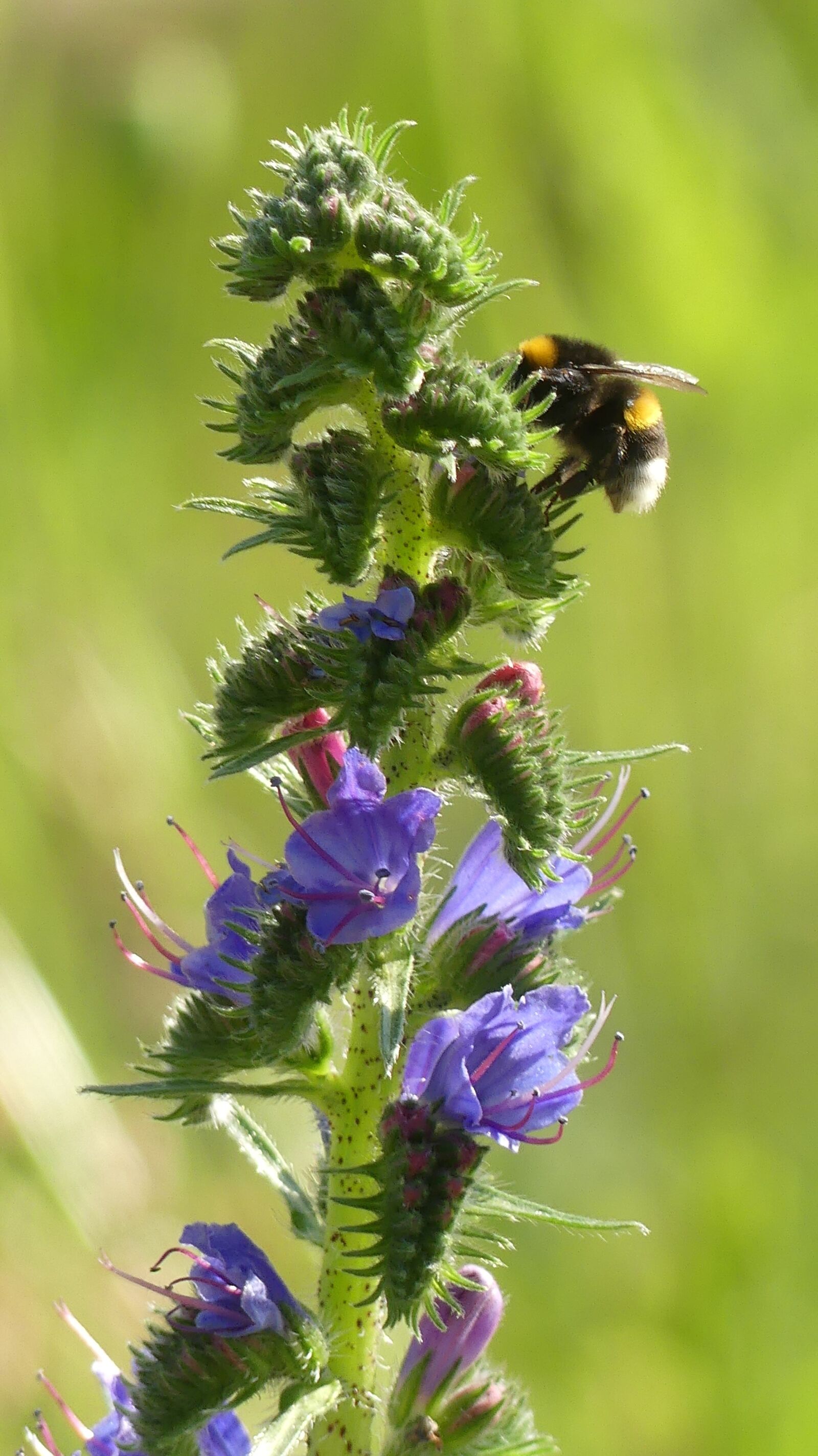 Panasonic Lumix DMC-FZ300 sample photo. Meadow, hummel, blossom photography
