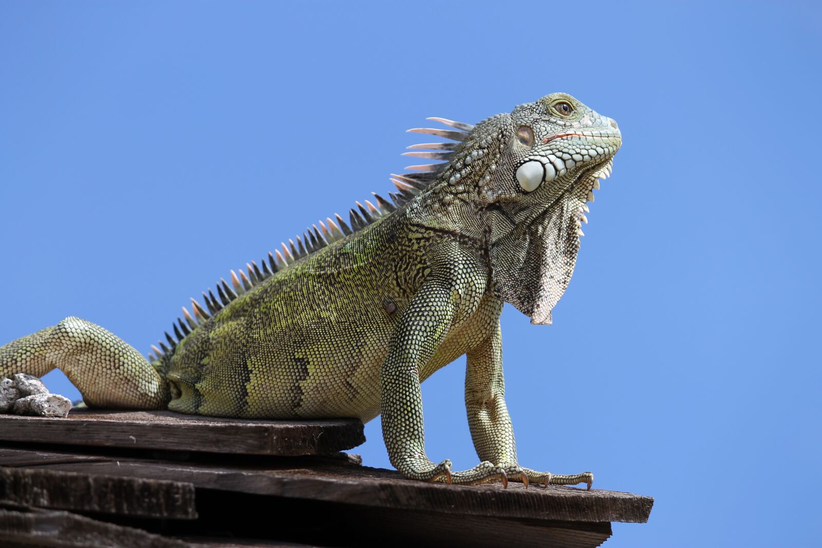 Canon EF-S 55-250mm F4-5.6 IS II sample photo. Iguana, animal, reptile photography