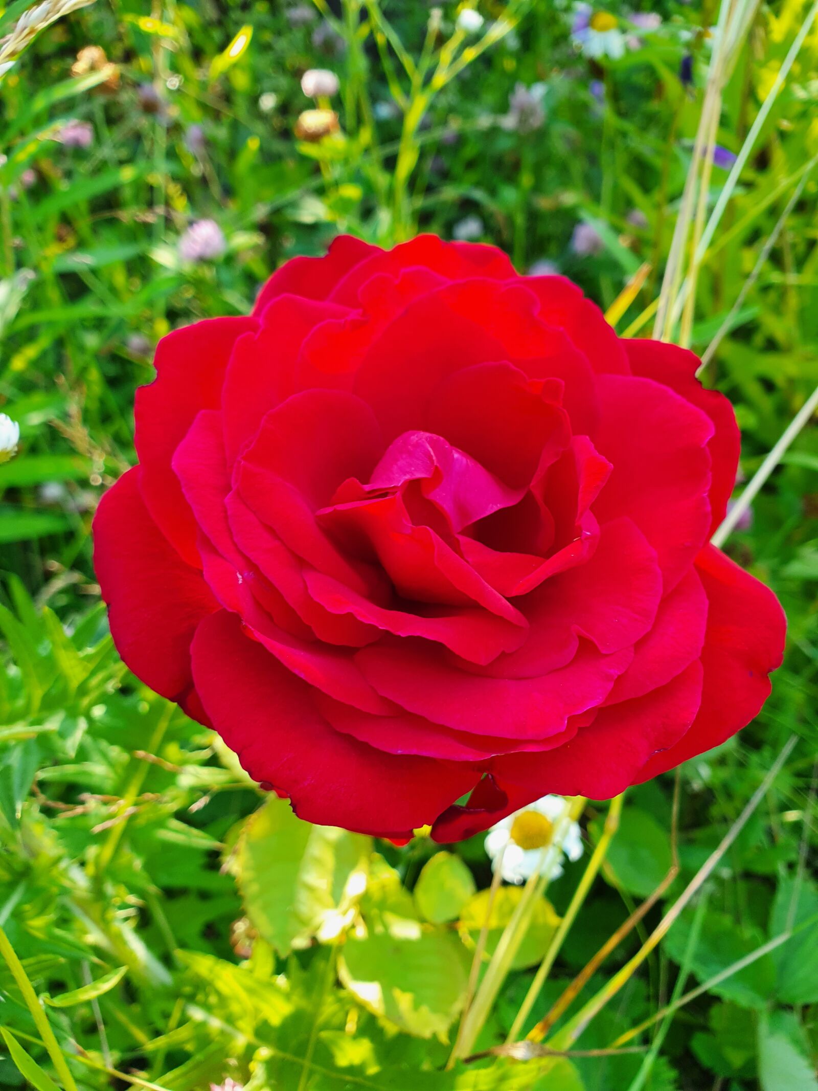 Samsung Galaxy S10 sample photo. Rose, beauty, red photography