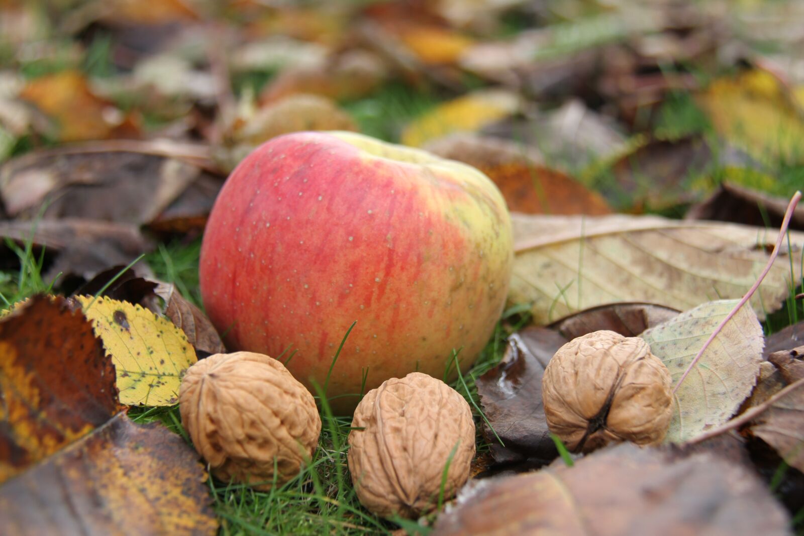 Canon EOS 7D + Canon EF-S 18-200mm F3.5-5.6 IS sample photo. Apple, nuts, leaf photography