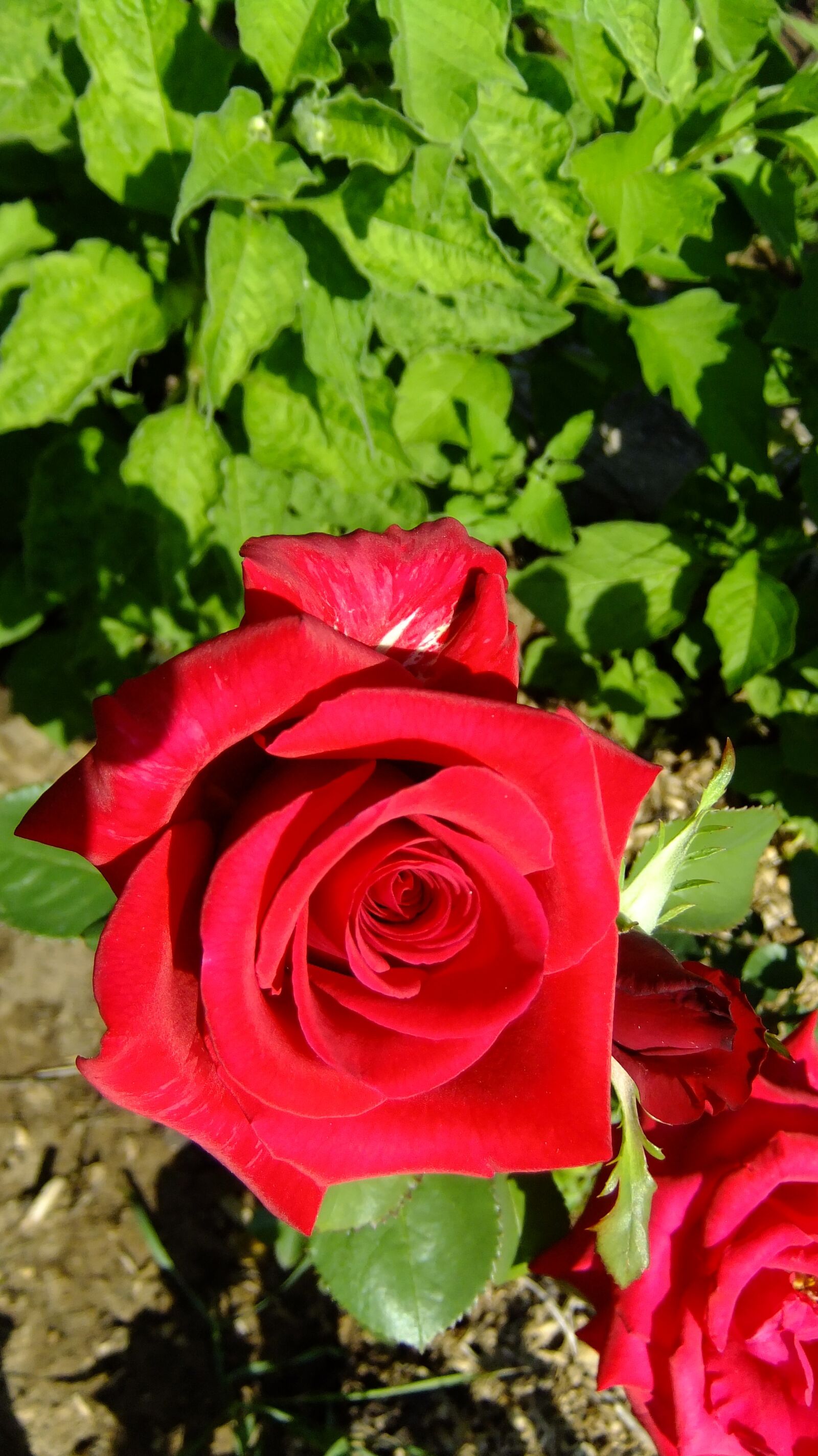 FujiFilm FinePix F80EXR (FinePix F85EXR) sample photo. Rose, red, flower photography