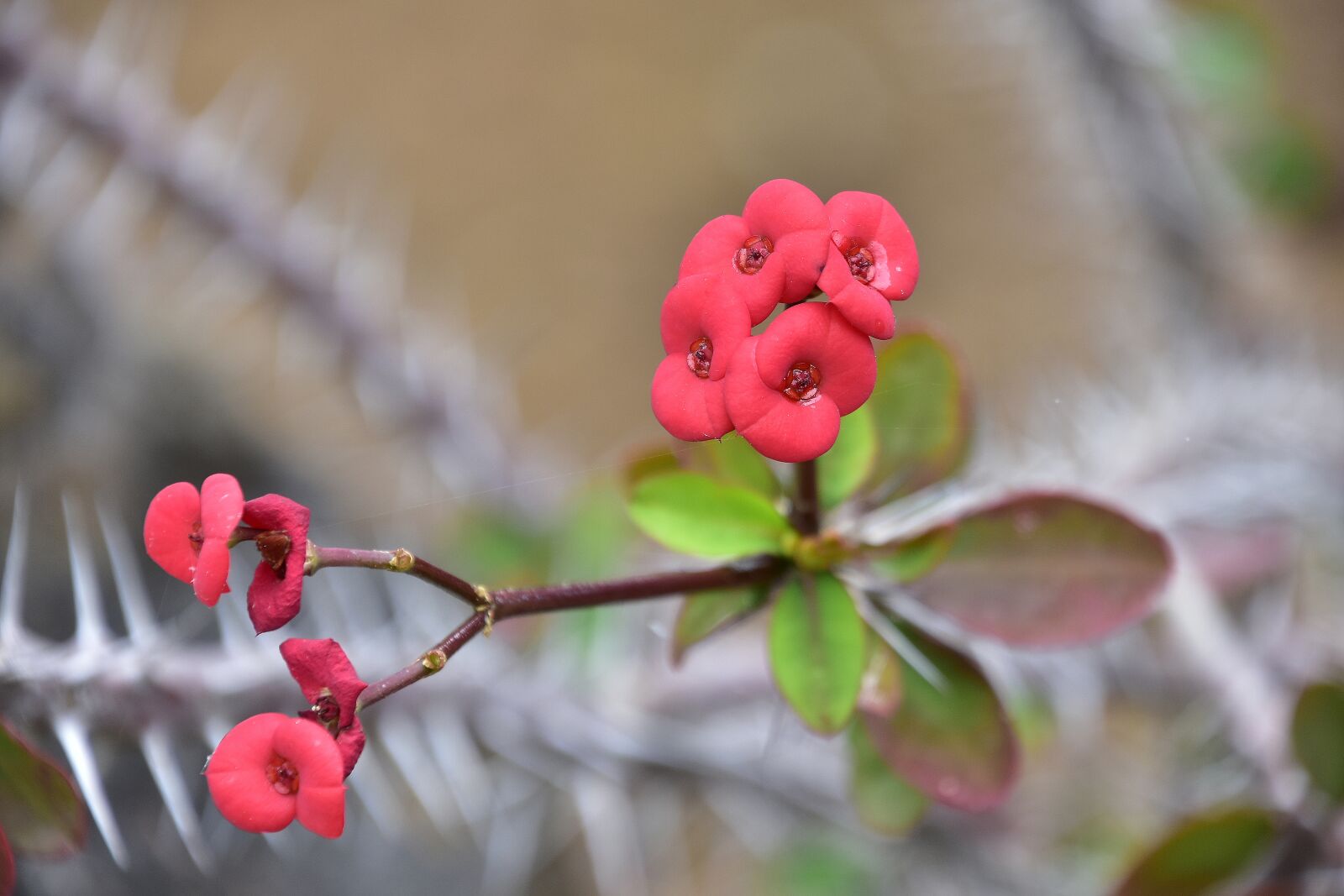 Nikon D7200 sample photo. Flowers, garden, nature photography