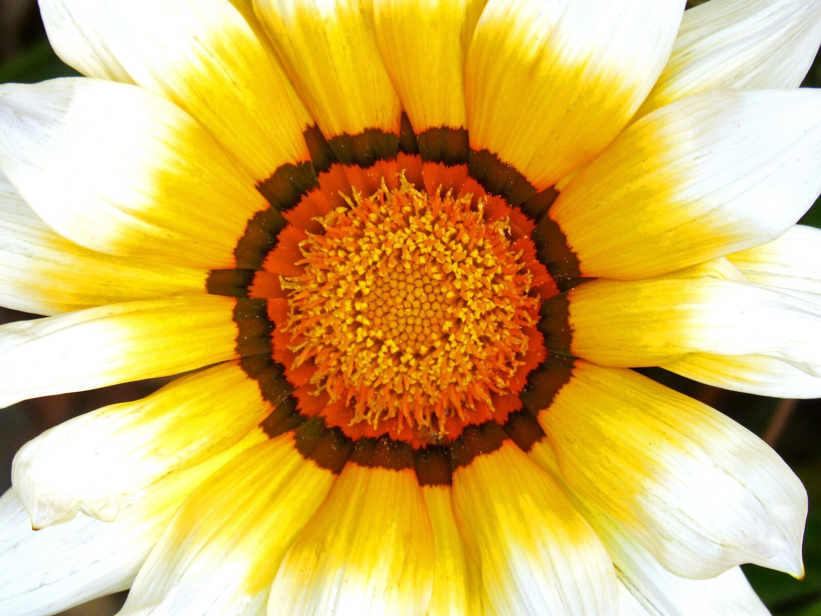 Panasonic DMC-FZ62 sample photo. Flower, detail, pollen photography