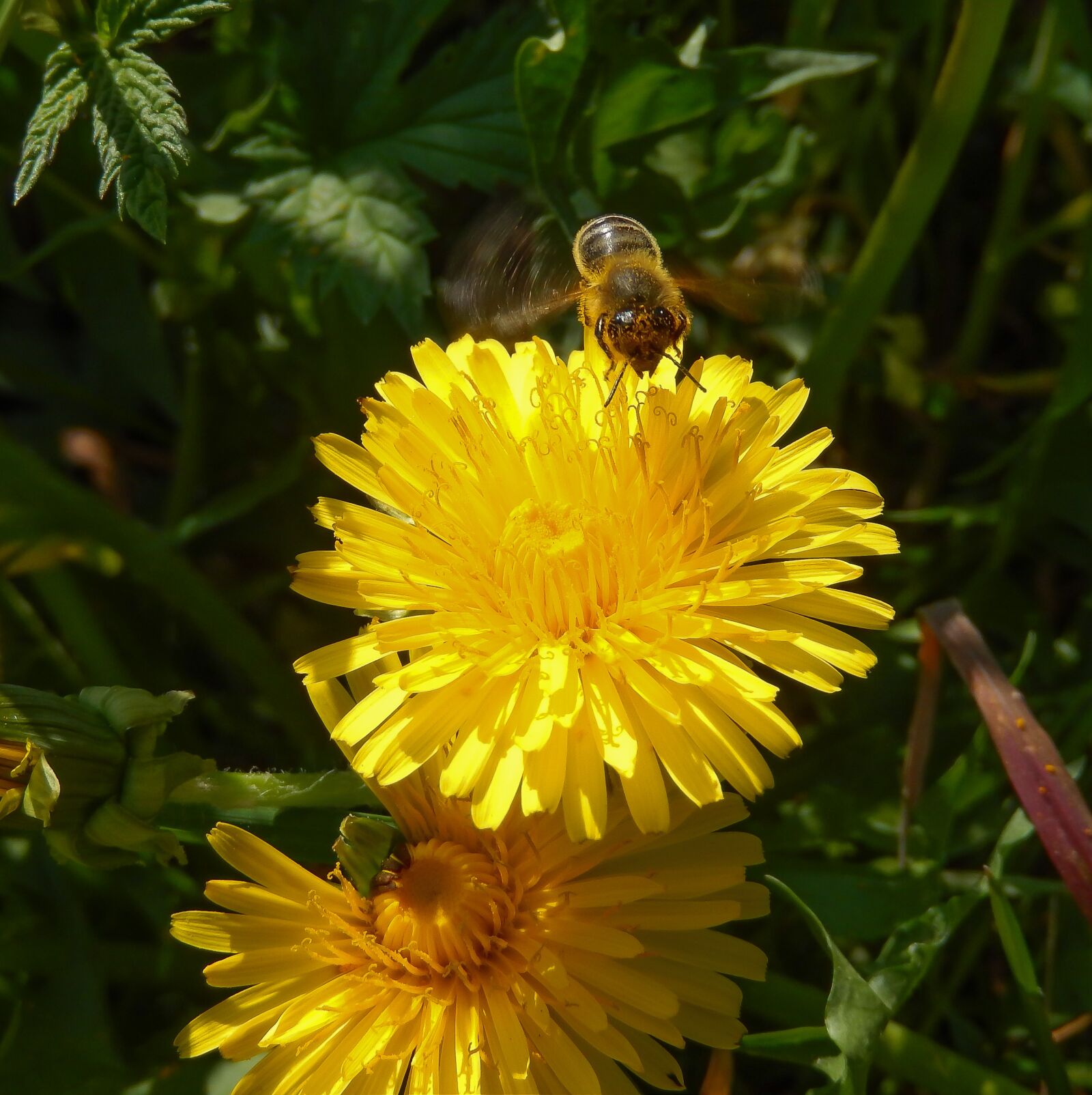 Nikon Coolpix S9500 sample photo. Common dandelion, taraxacum, wild photography