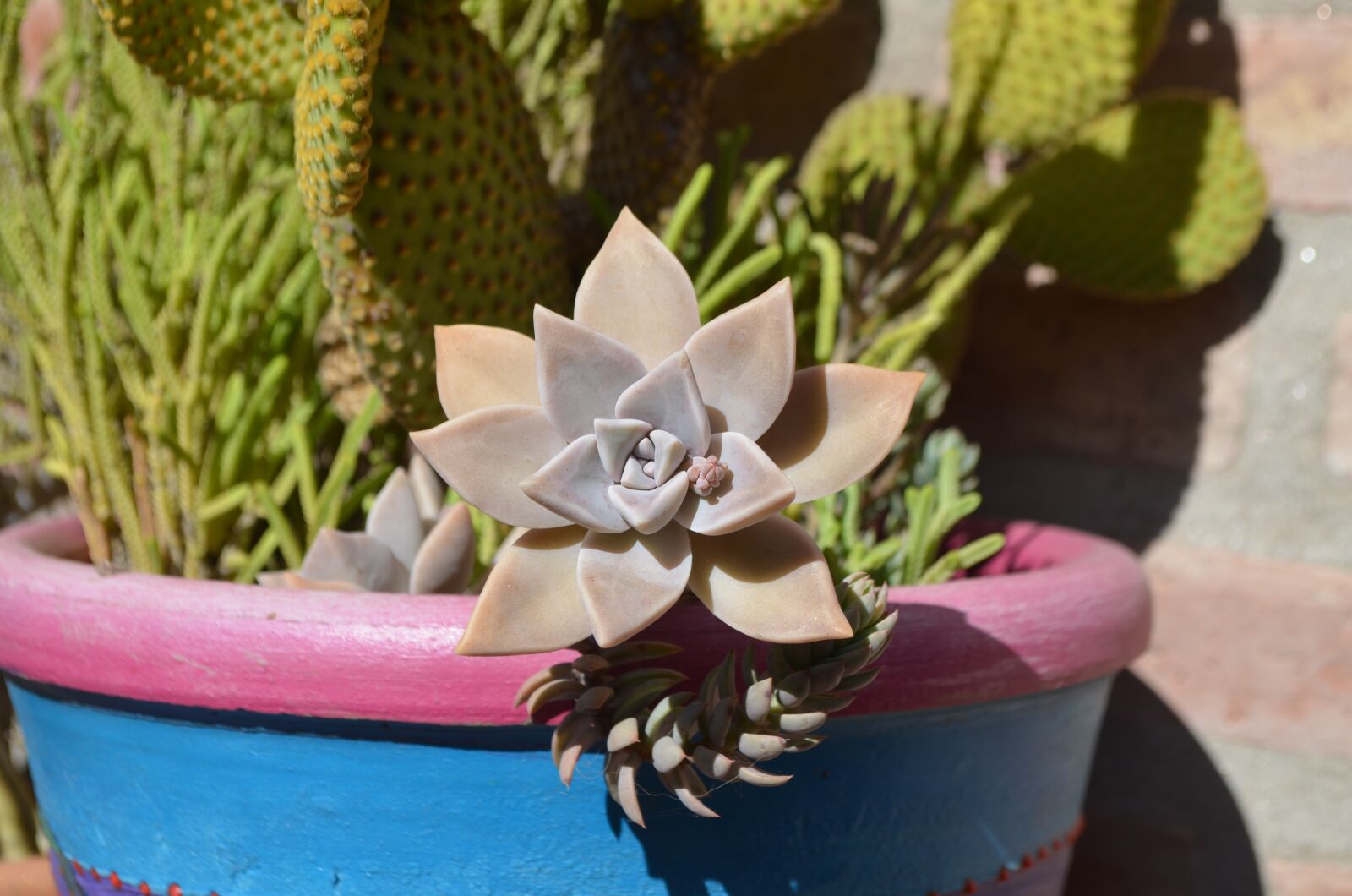 Nikon D5100 sample photo. Succulent, green, plant photography