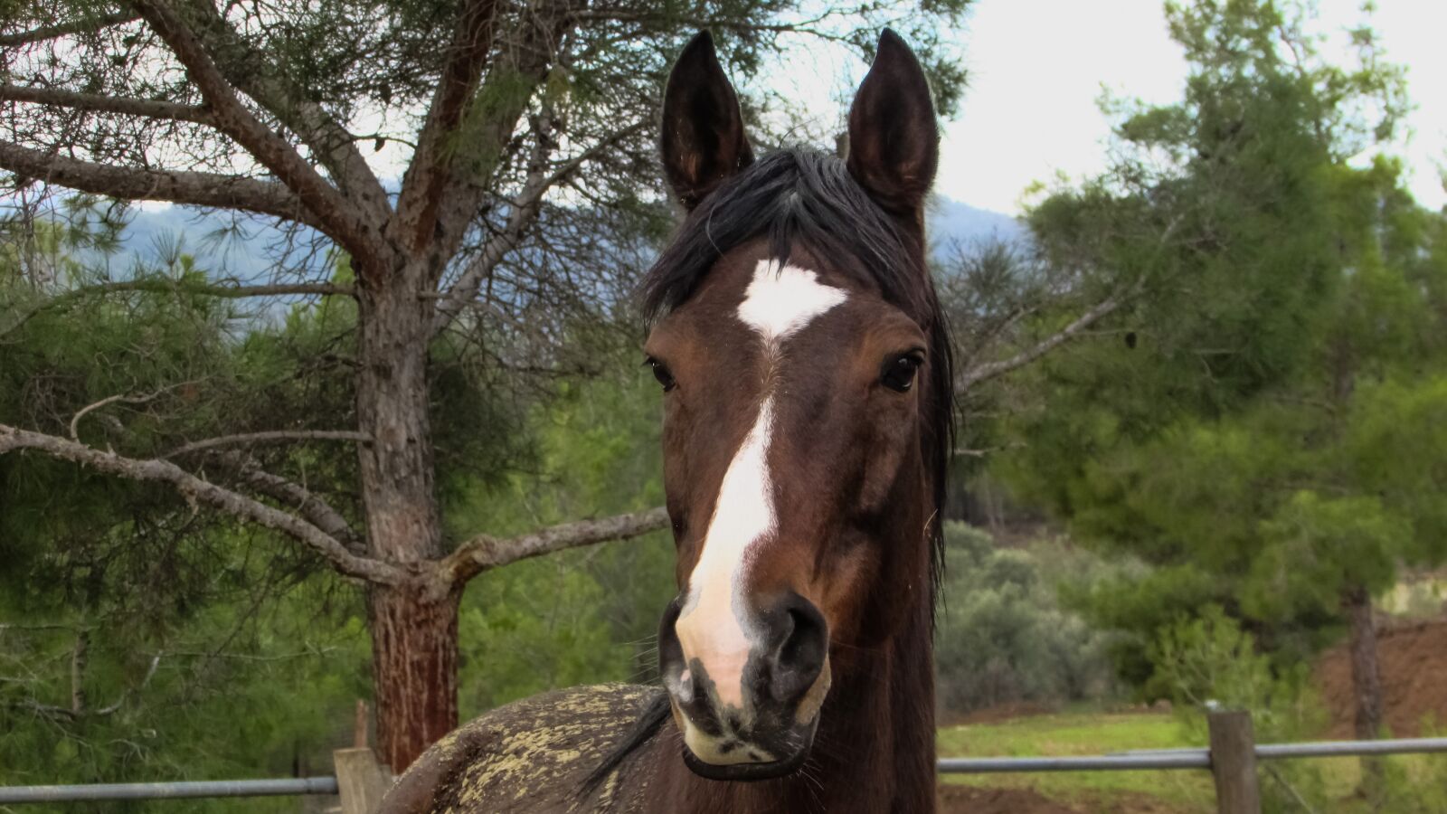 Canon PowerShot SX400 IS sample photo. Horse, farm, nature photography