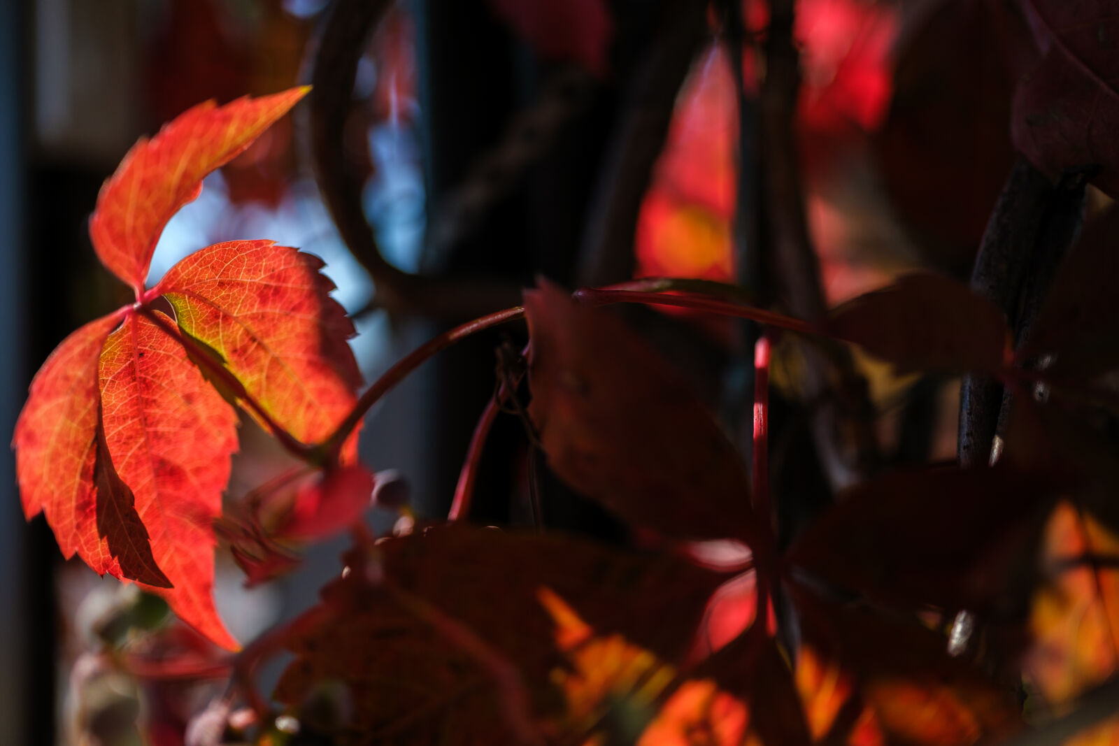 Fujifilm XF 23mm F1.4 R LM WR sample photo. Bokeh of leaves photography