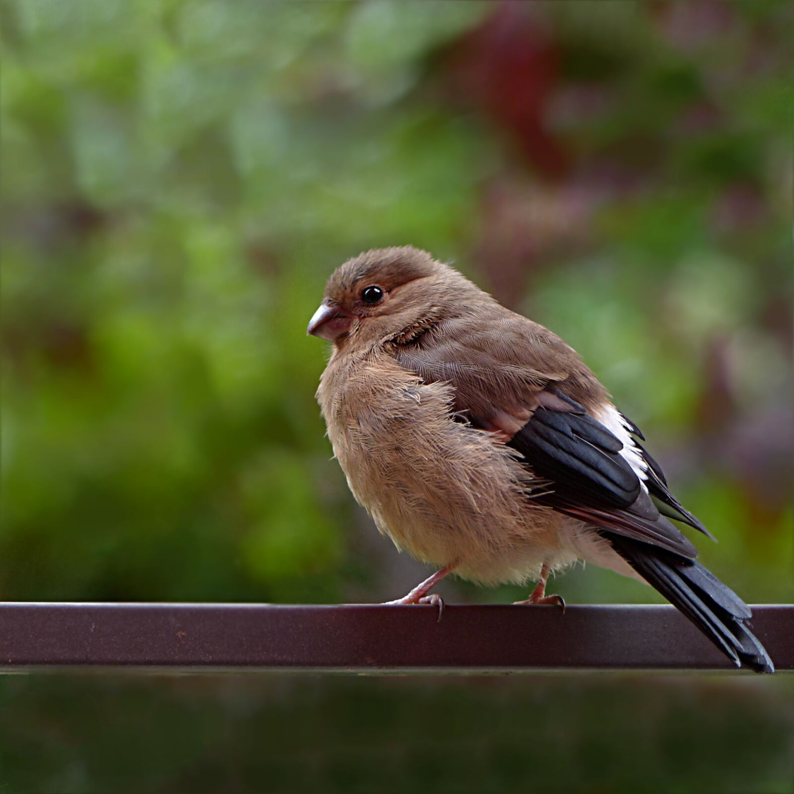 Panasonic Lumix DMC-FZ200 sample photo. Bird, bullfinch, pyrrhula photography
