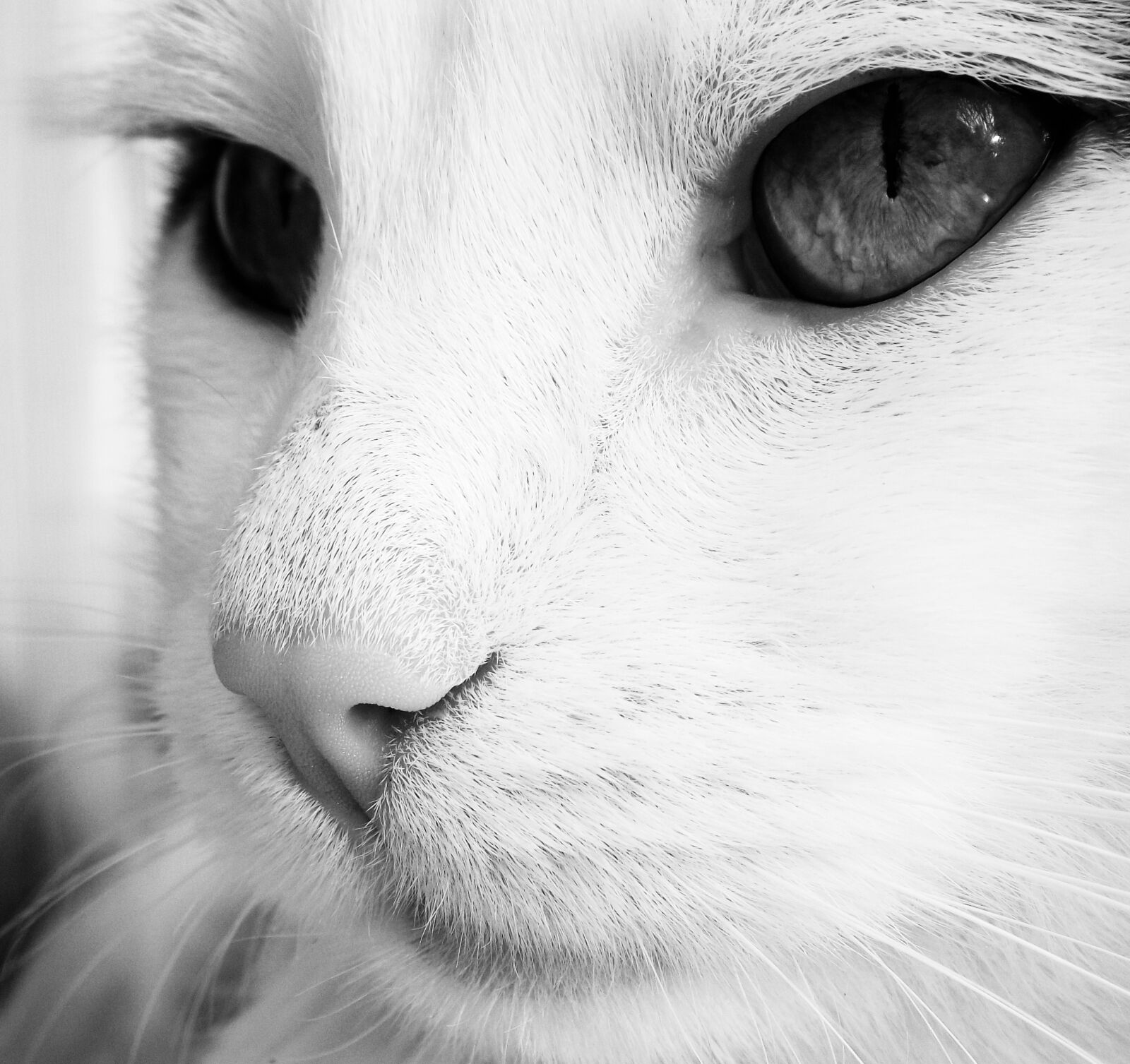 FujiFilm FinePix S1600 (FinePix S1770) sample photo. Cat, black and white photography
