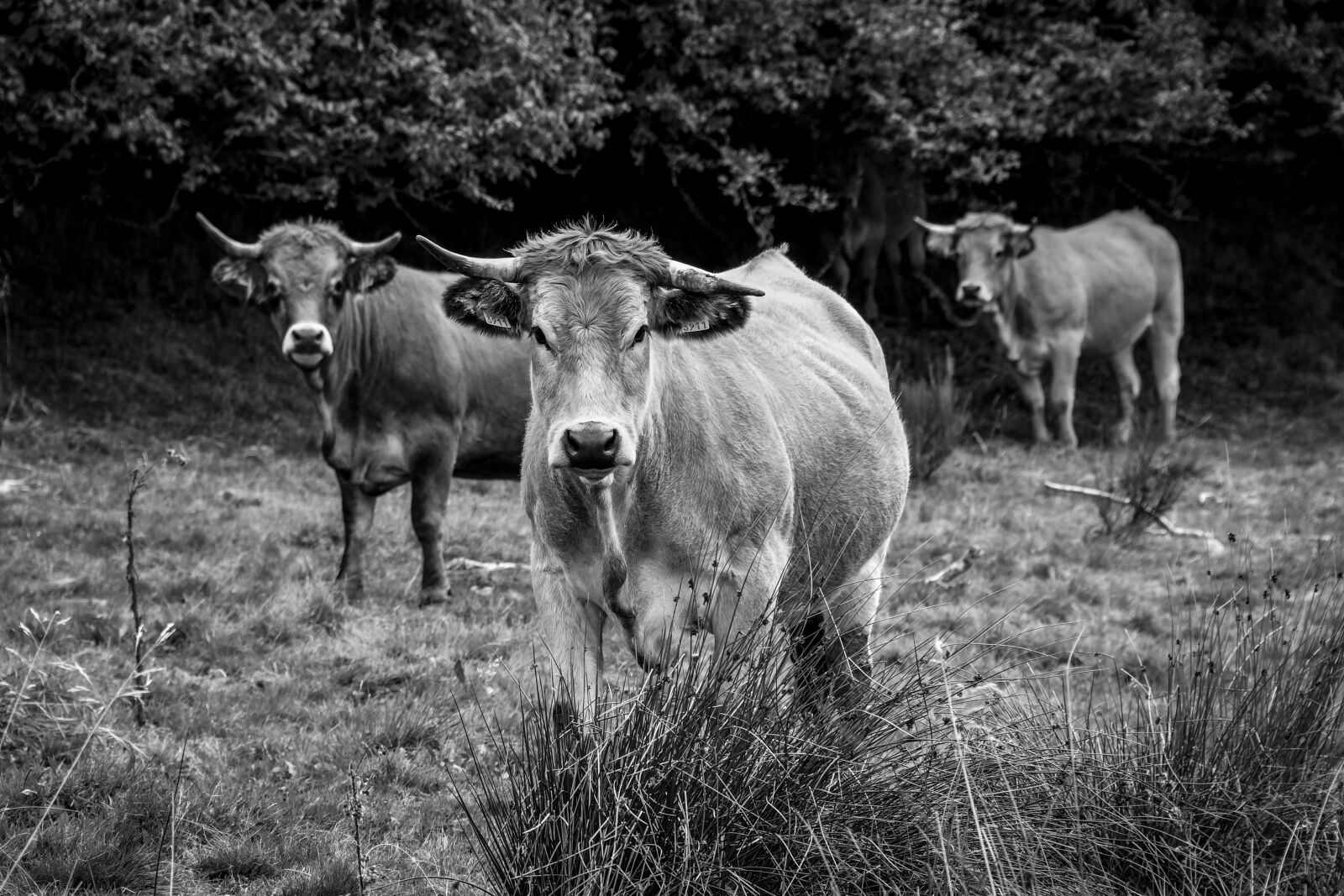 Nikon D500 sample photo. Cow, black and white photography
