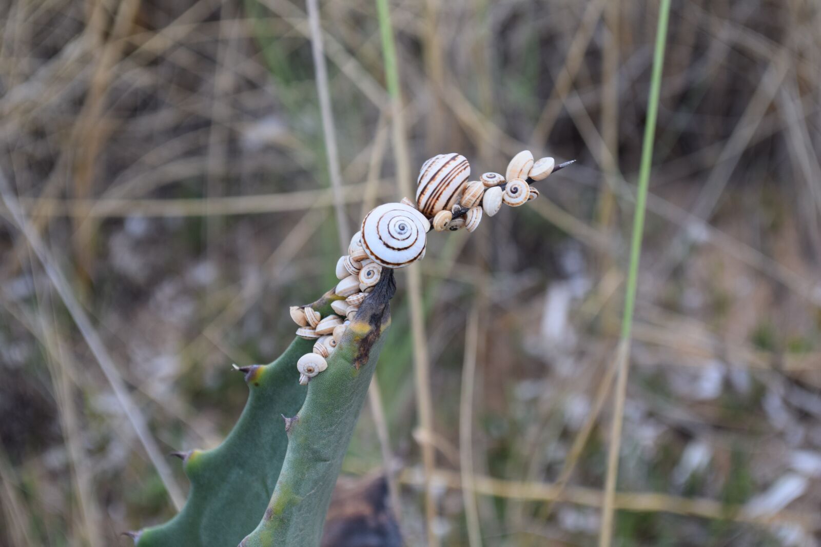 Nikon D5300 sample photo. Nature, nuts, plant photography