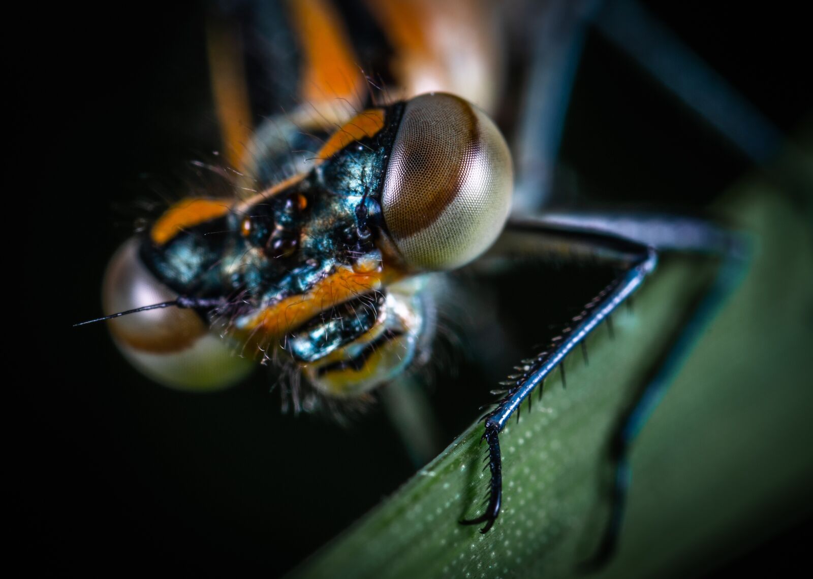 Sony a7R II sample photo. Macro, dragonfly, facet photography