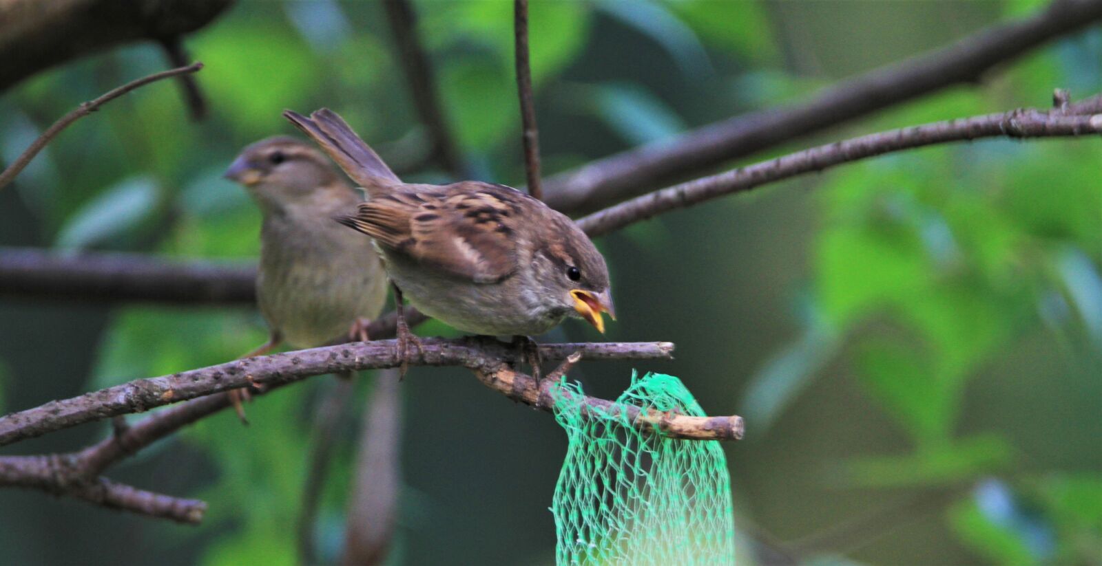 Canon EOS 7D sample photo. Sparrows family, sparrow, birds photography