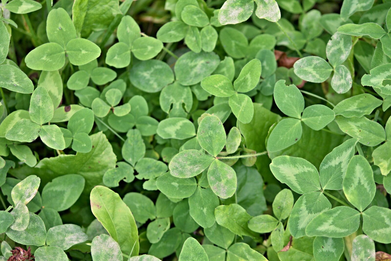 Canon EOS 1100D (EOS Rebel T3 / EOS Kiss X50) sample photo. Klee, shamrocks, clover meadow photography