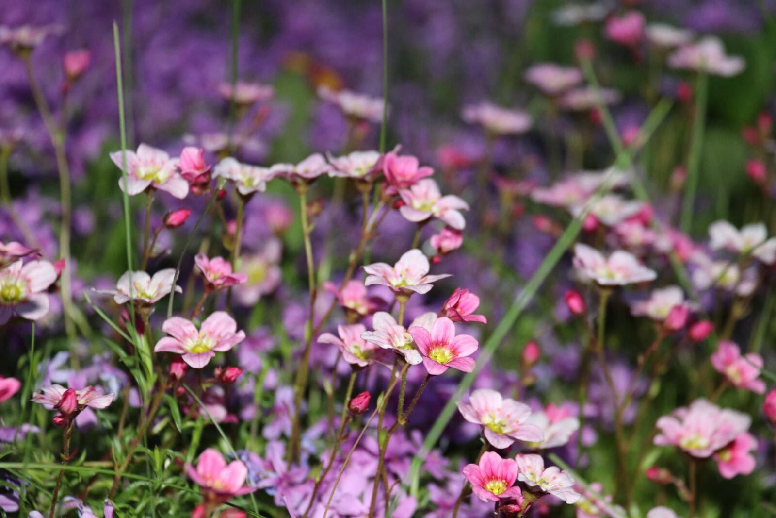 Canon EOS 80D + Canon EF-S 18-200mm F3.5-5.6 IS sample photo. Garden, spring, flowers photography