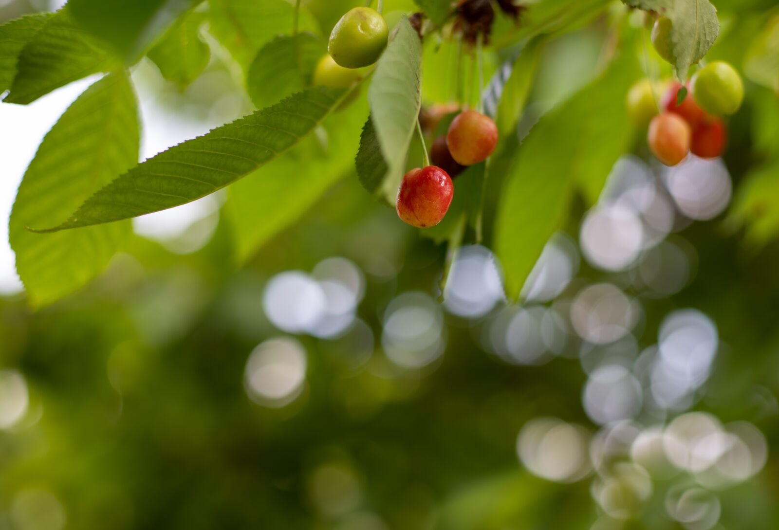 Canon EOS 6D Mark II + Canon EF 50mm F1.8 STM sample photo. Cherries, red, fruit photography
