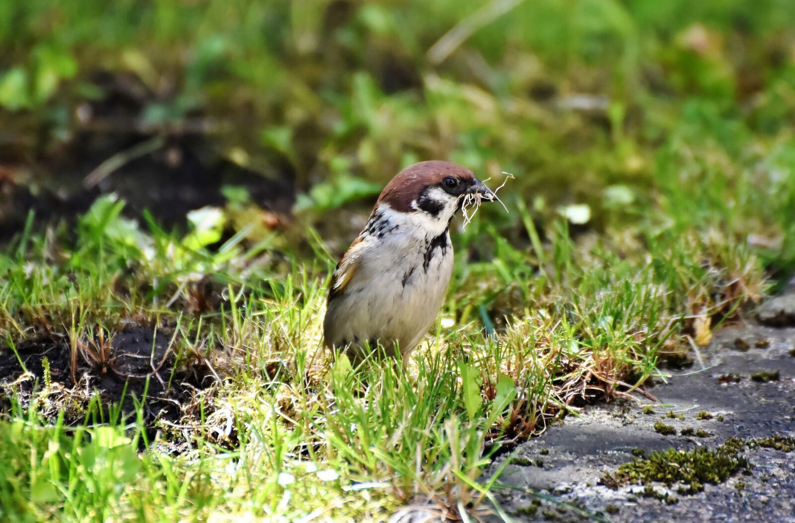 Nikon D7200 sample photo. Sparrow, sperling, bird photography