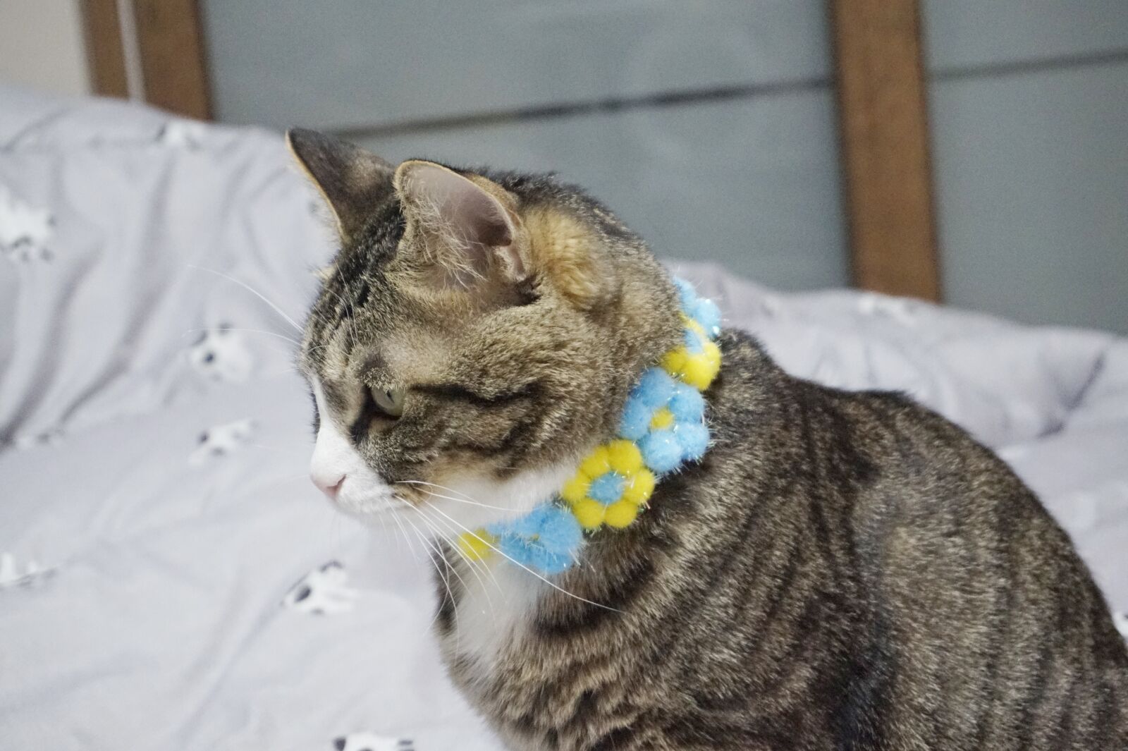 Sony Alpha a5000 (ILCE 5000) sample photo. Cat, profile, the cat photography