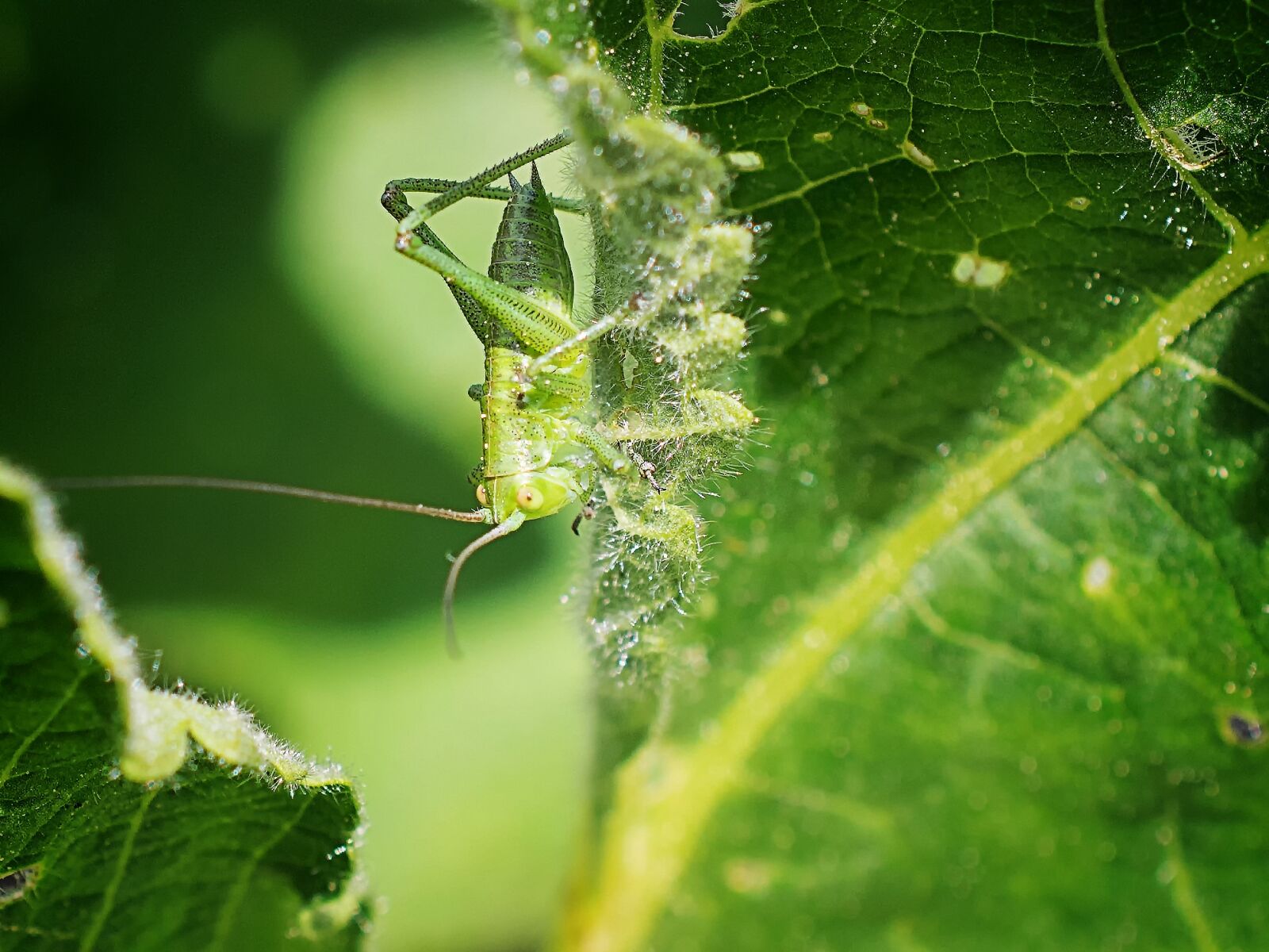 Nikon D3300 sample photo. Grasshopper, insect, nature photography