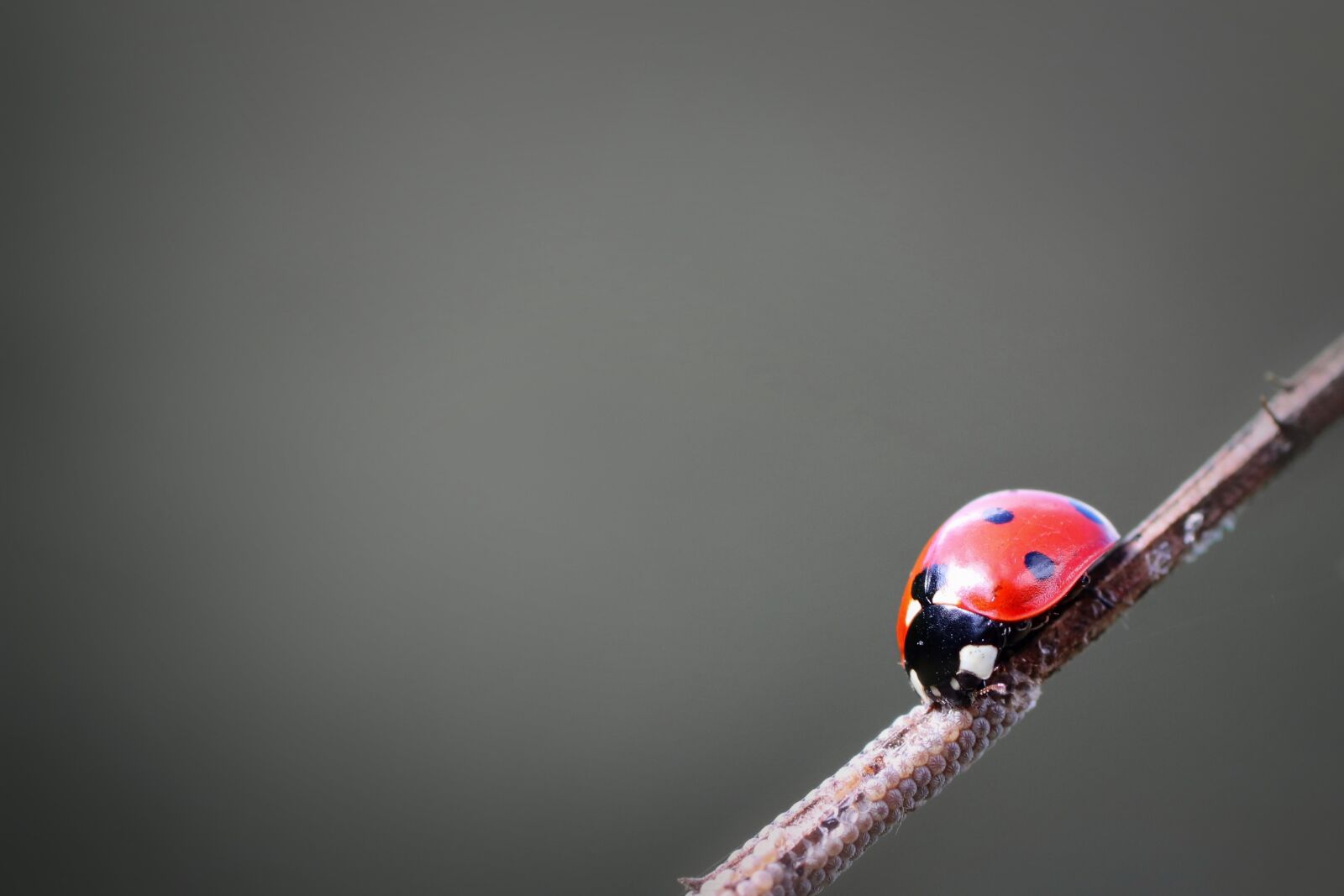Tamron SP 90mm F2.8 Di VC USD 1:1 Macro sample photo. Ladybird, ladybug, beetle photography