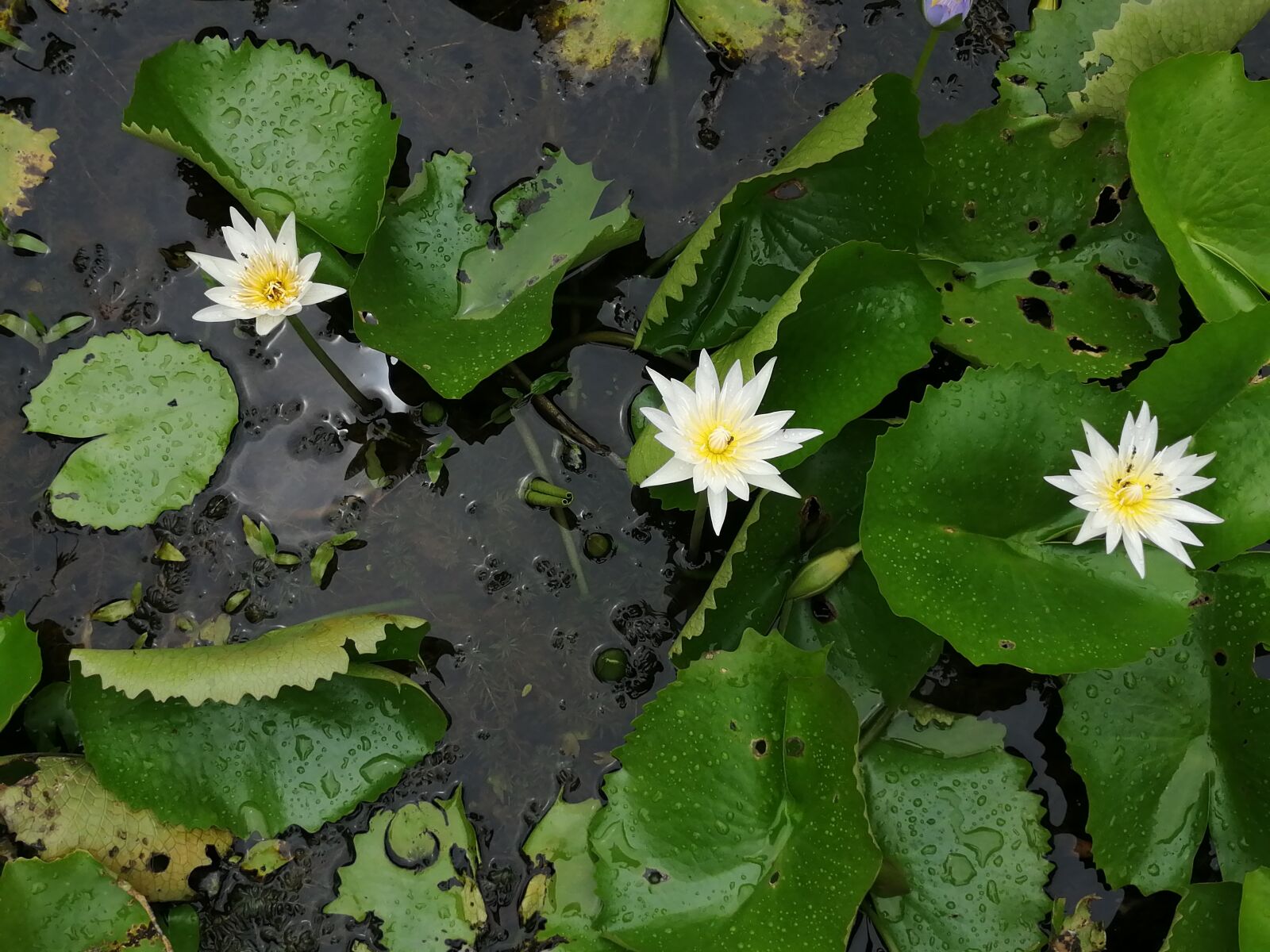 HUAWEI Honor 8x sample photo. Waterlillies, flowers, lake photography