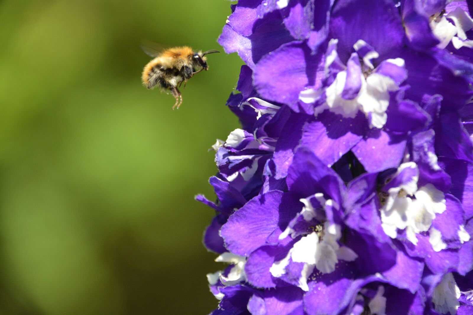 Nikon D5200 sample photo. Bee, bumble bee, flying photography