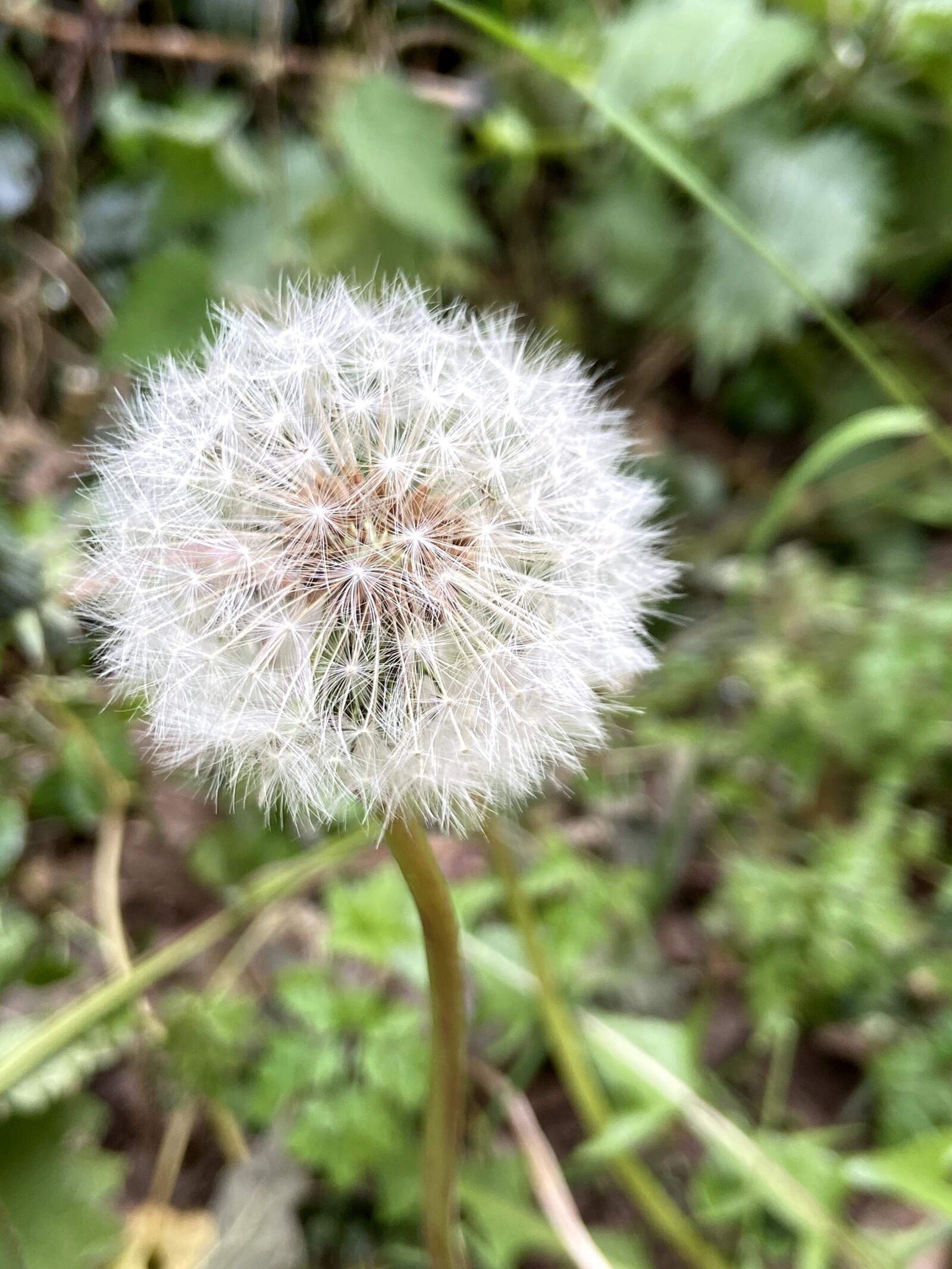 iPhone 11 back dual wide camera 4.25mm f/1.8 sample photo. Dandelion, countryside, weed photography