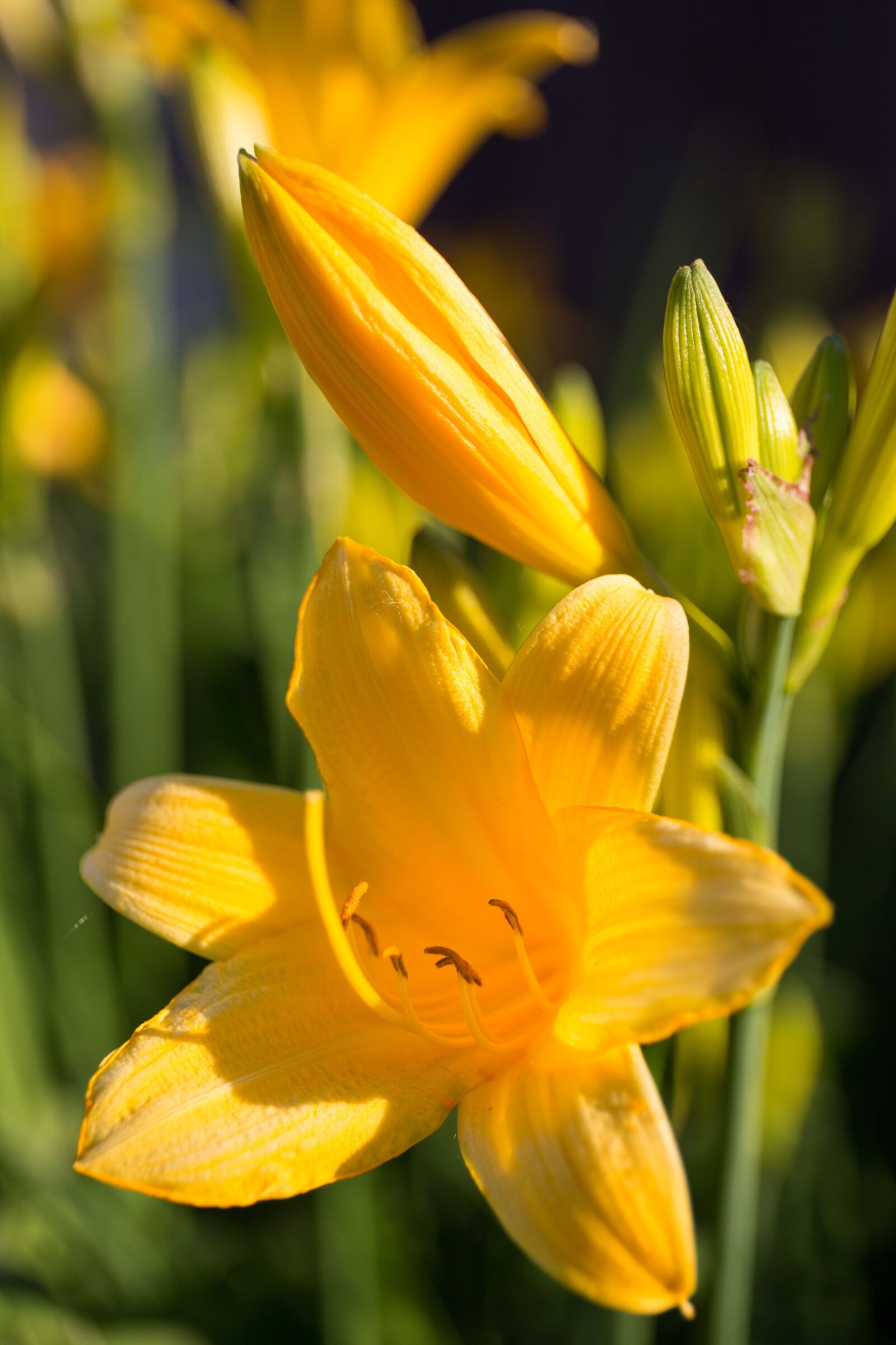 Canon EF 24-70mm F4L IS USM sample photo. Summer, flowers, summer flowers photography